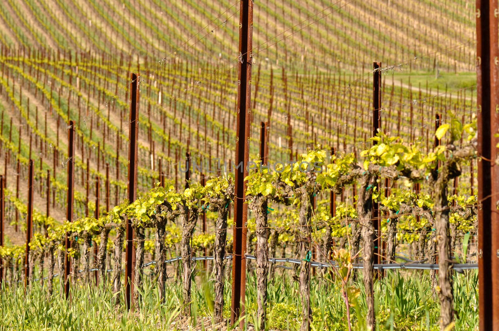 Grapes Vines in Vineyard during Spring by bbourdages