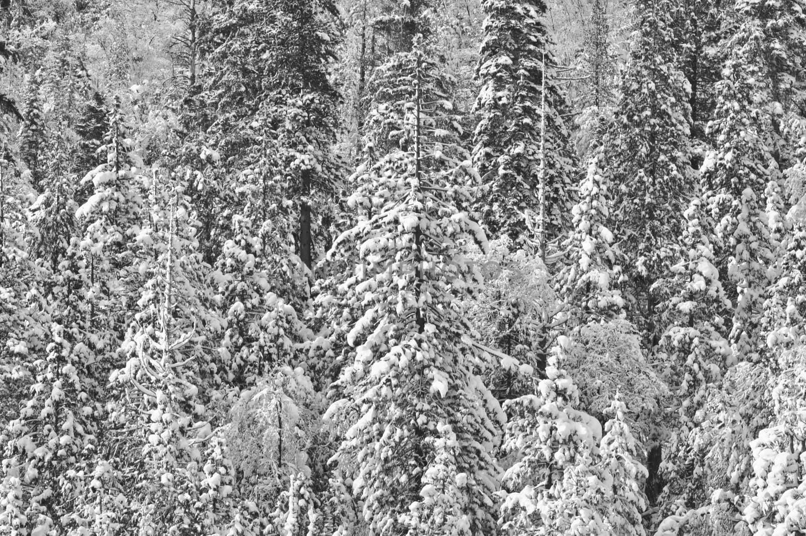 Snow Covered Trees