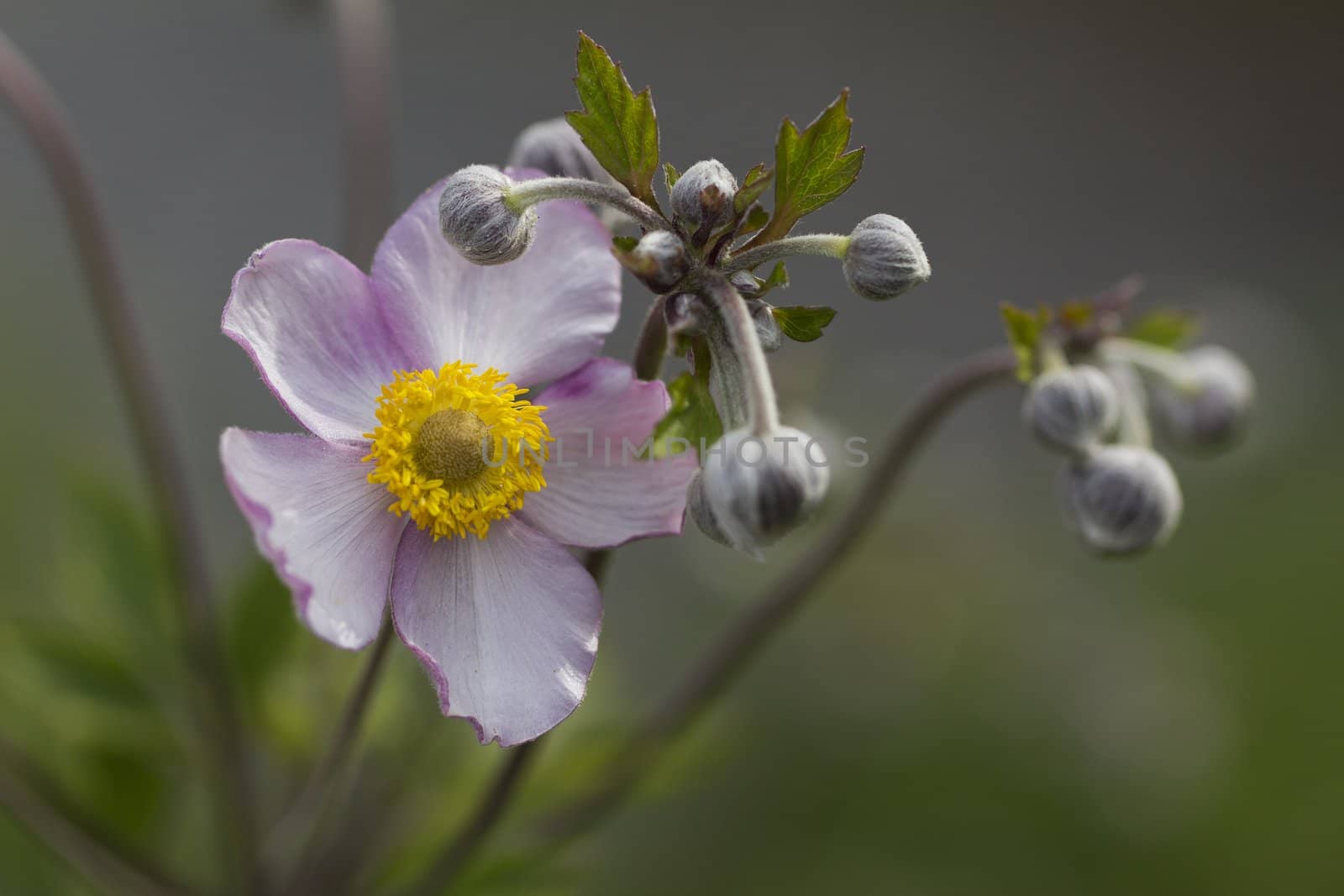 Lilac Japanese anemone with buds in the garden on green background