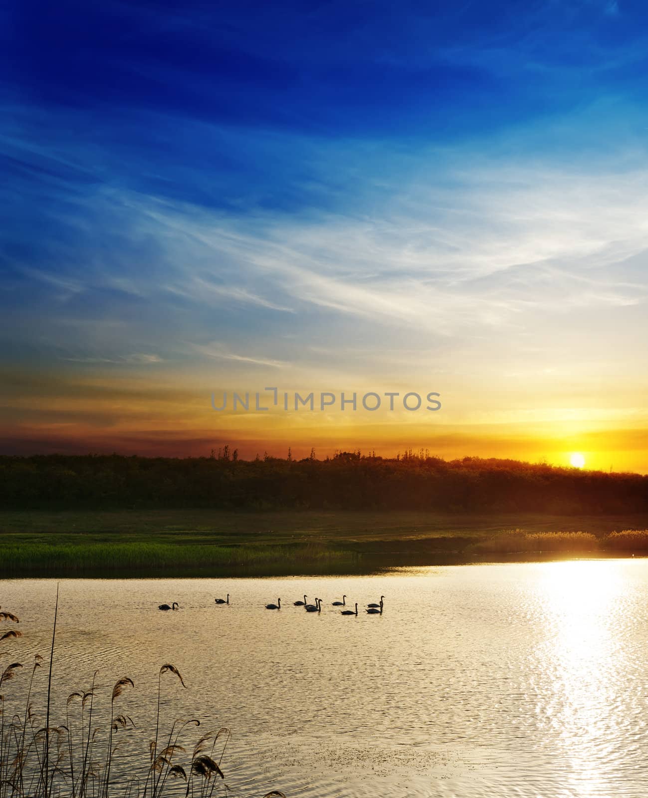 dramatic sunset over river with swans