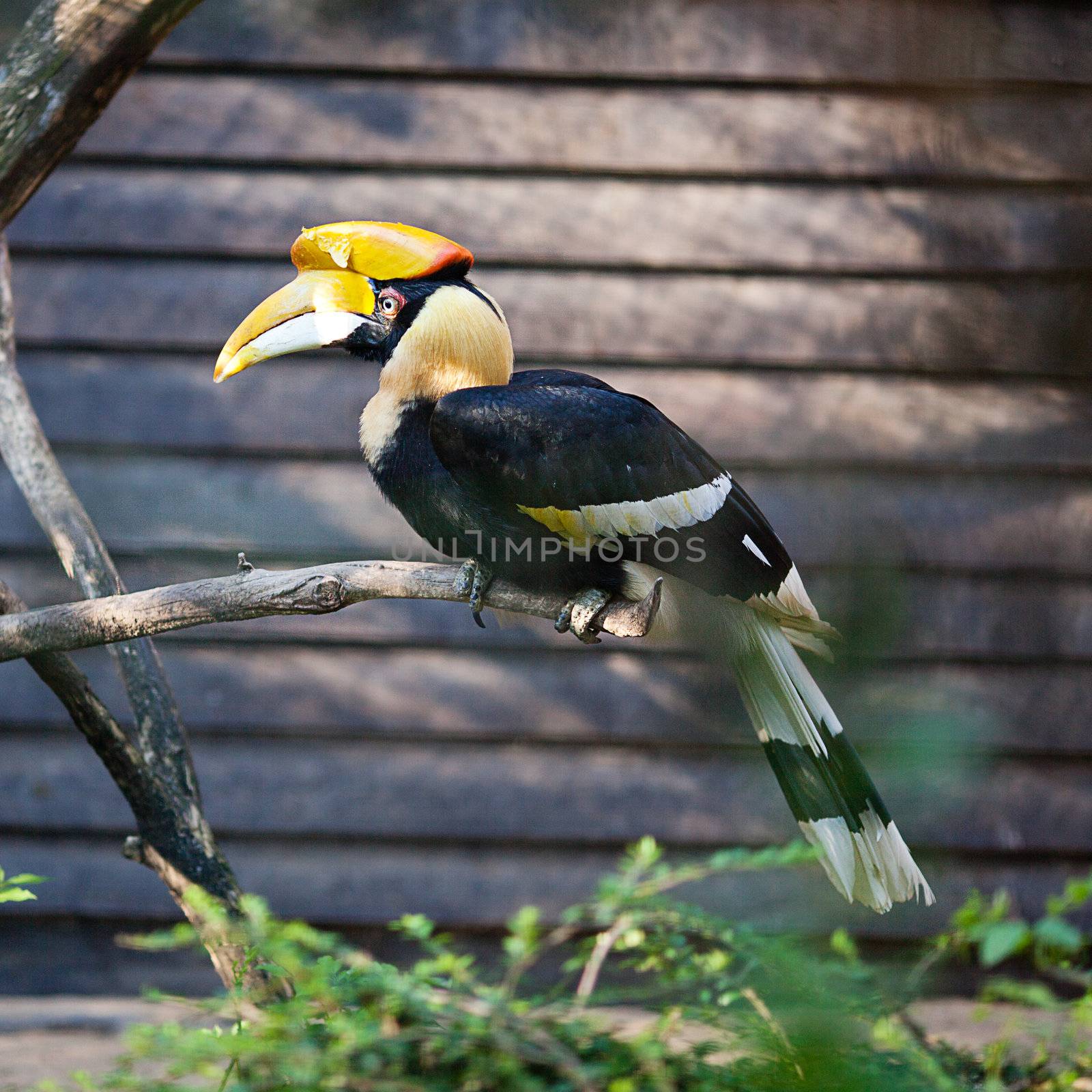 toucan bird at the zoo by jannyjus