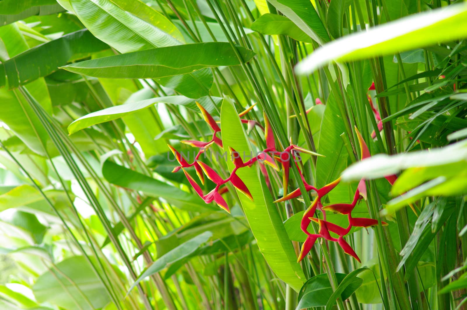 Heliconia flower in the garden