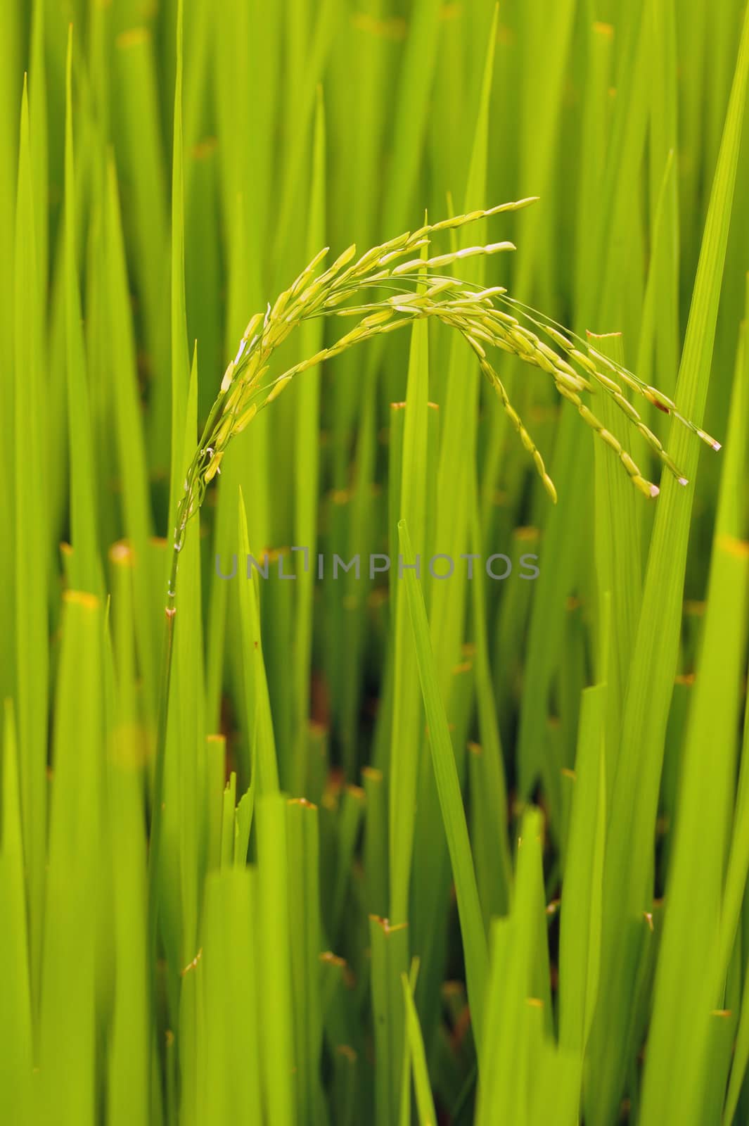 Rice field. by ngungfoto