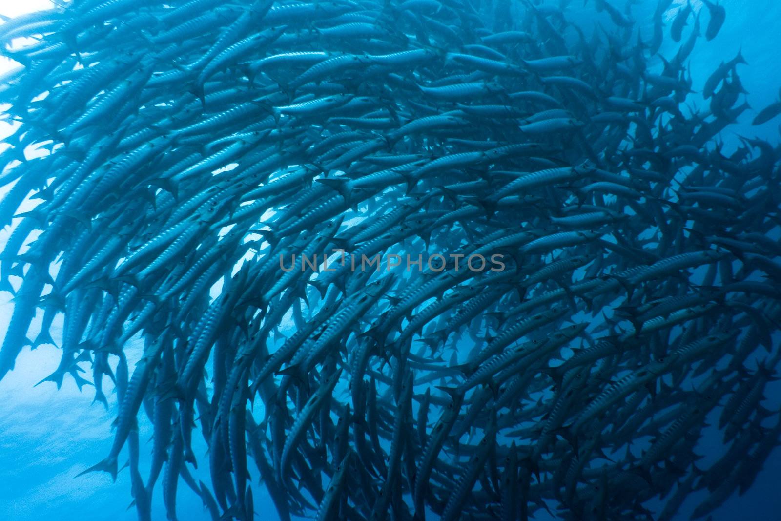 School of barracudas underwater. Sipadan. Celebes sea