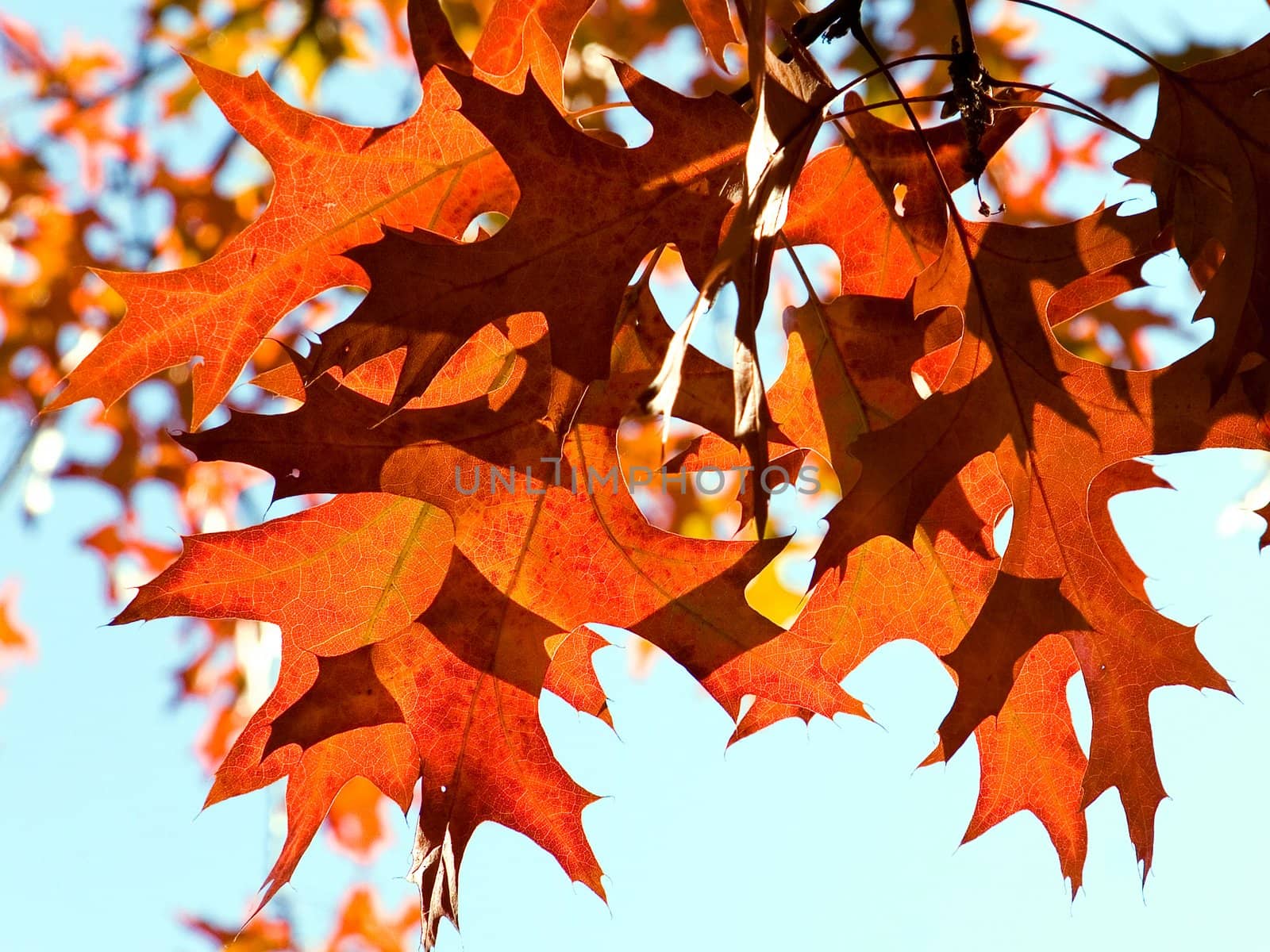 Autumn fall leaves