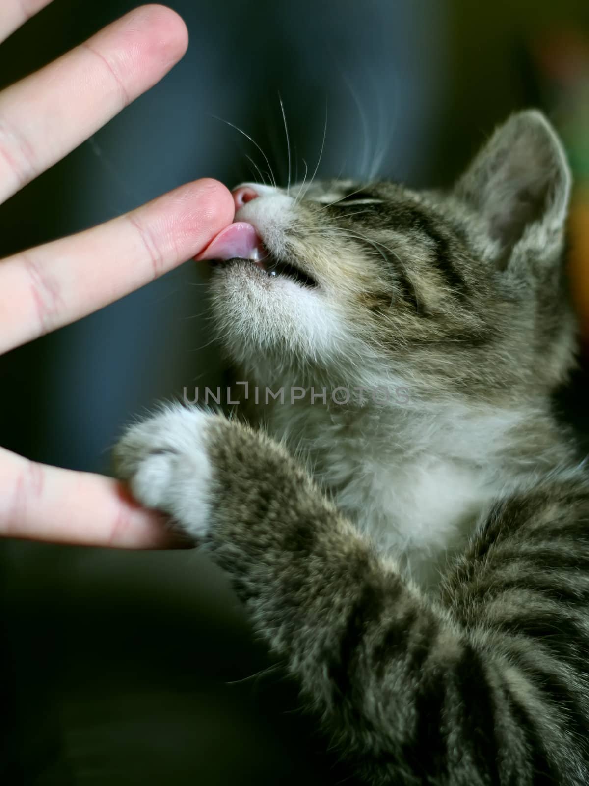 Cat licking human finger.