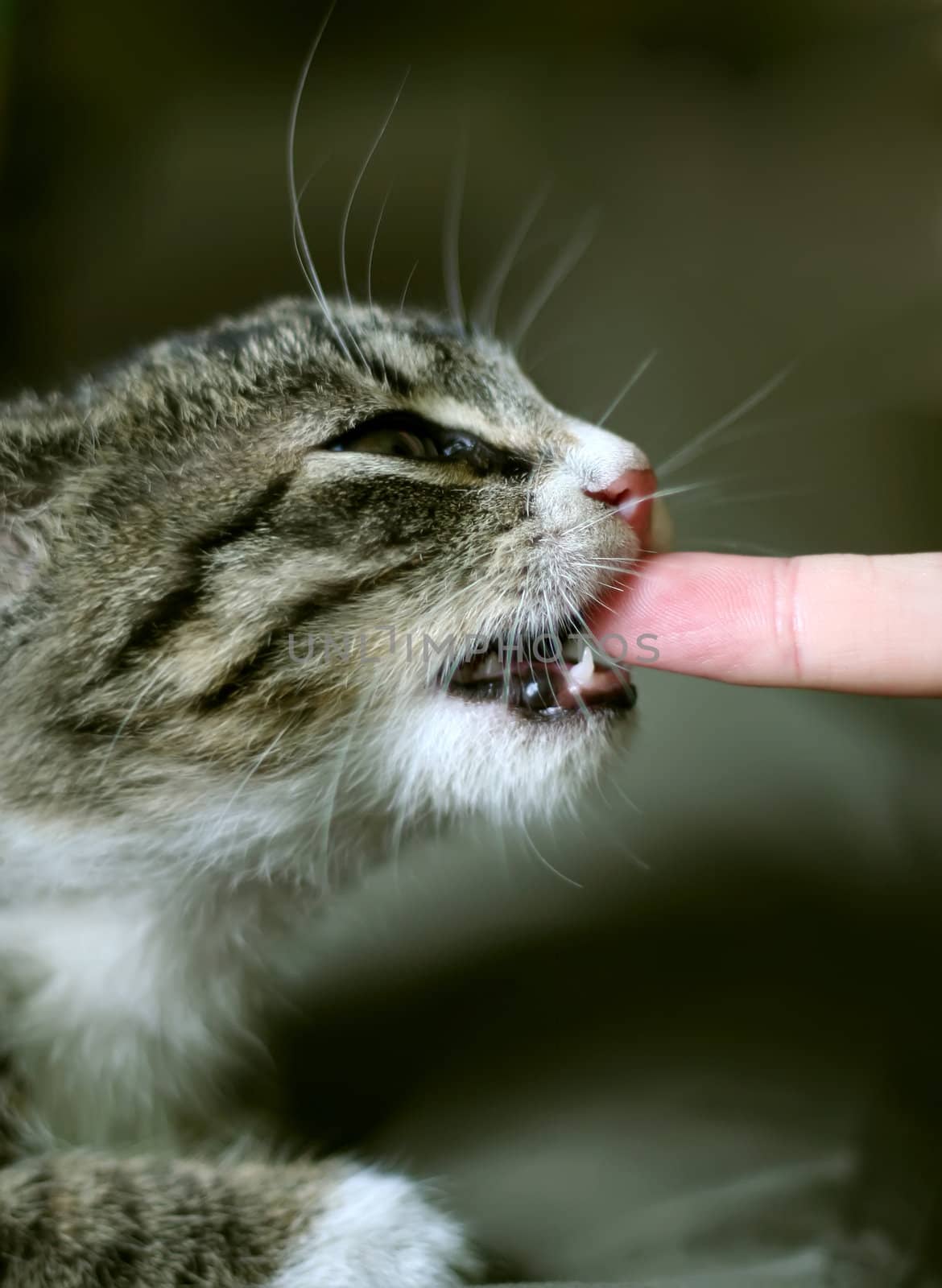 Cat eating human finger.