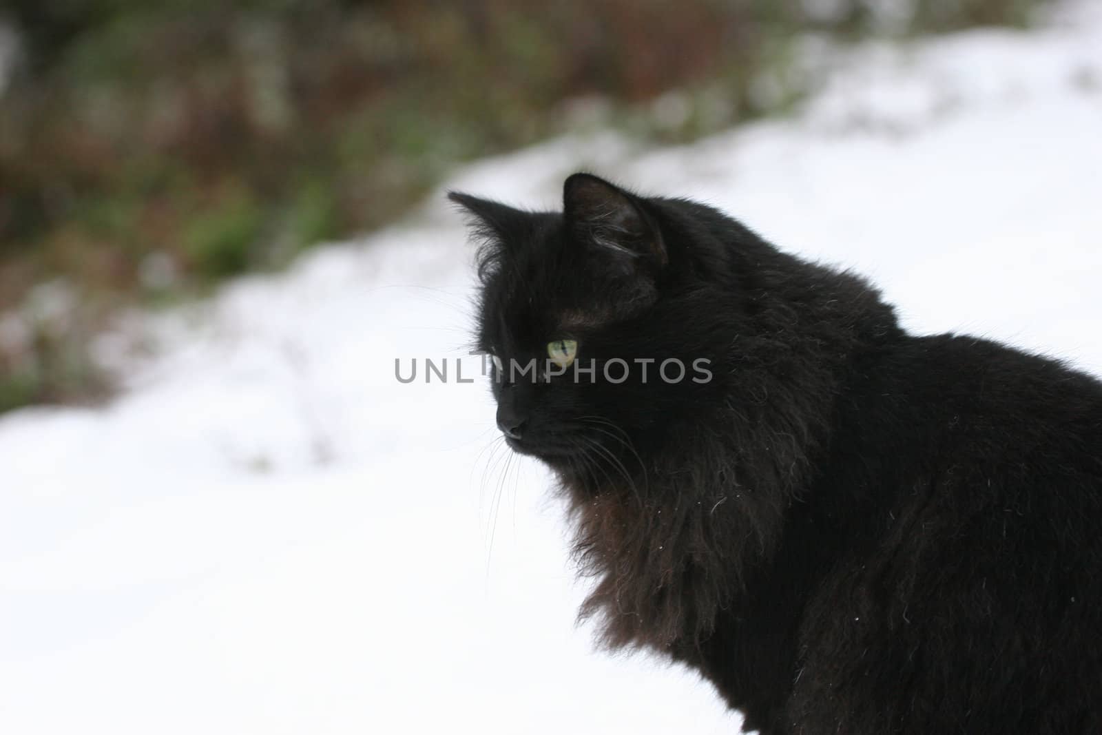 black cat