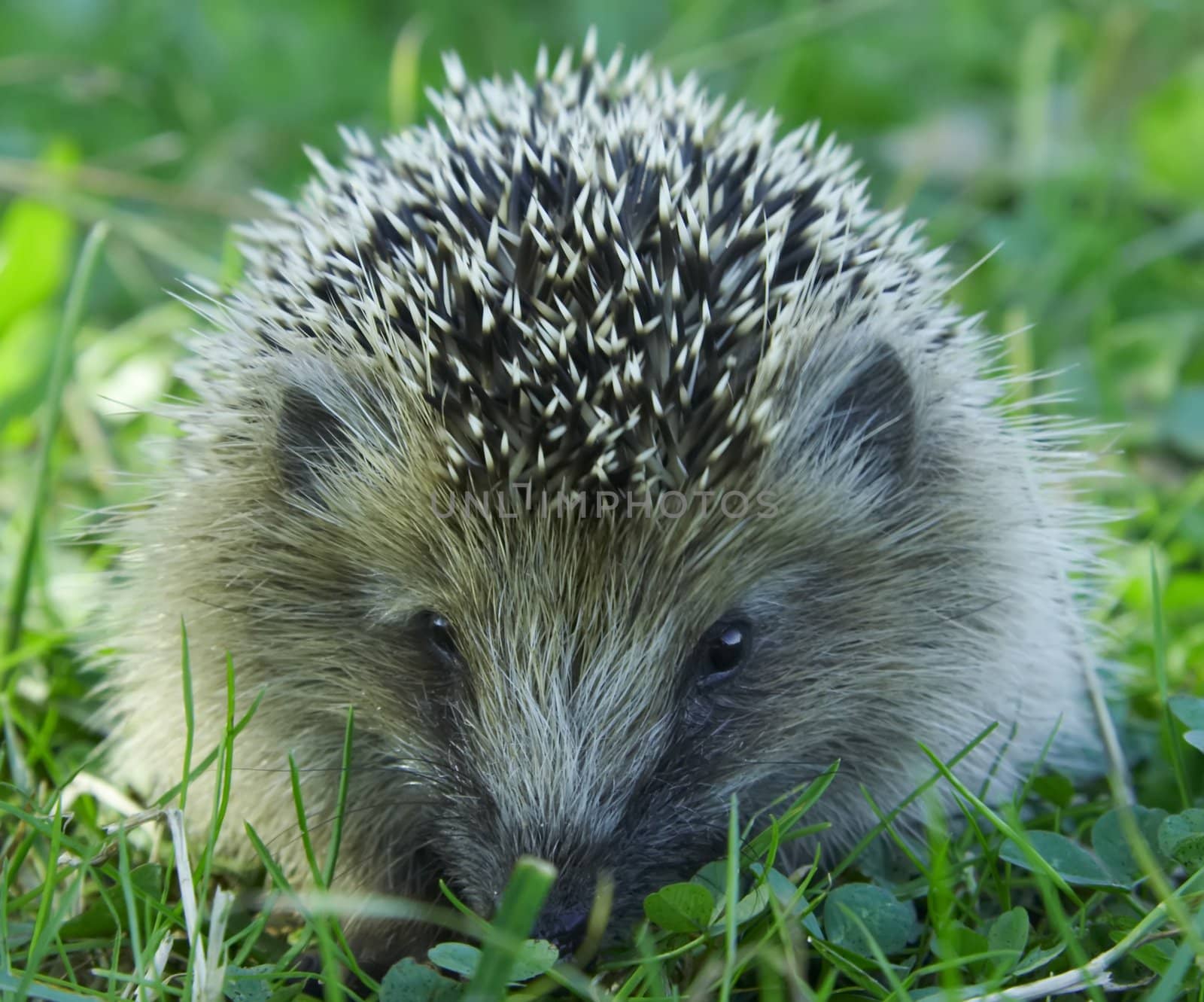 Autumn hedgehog.