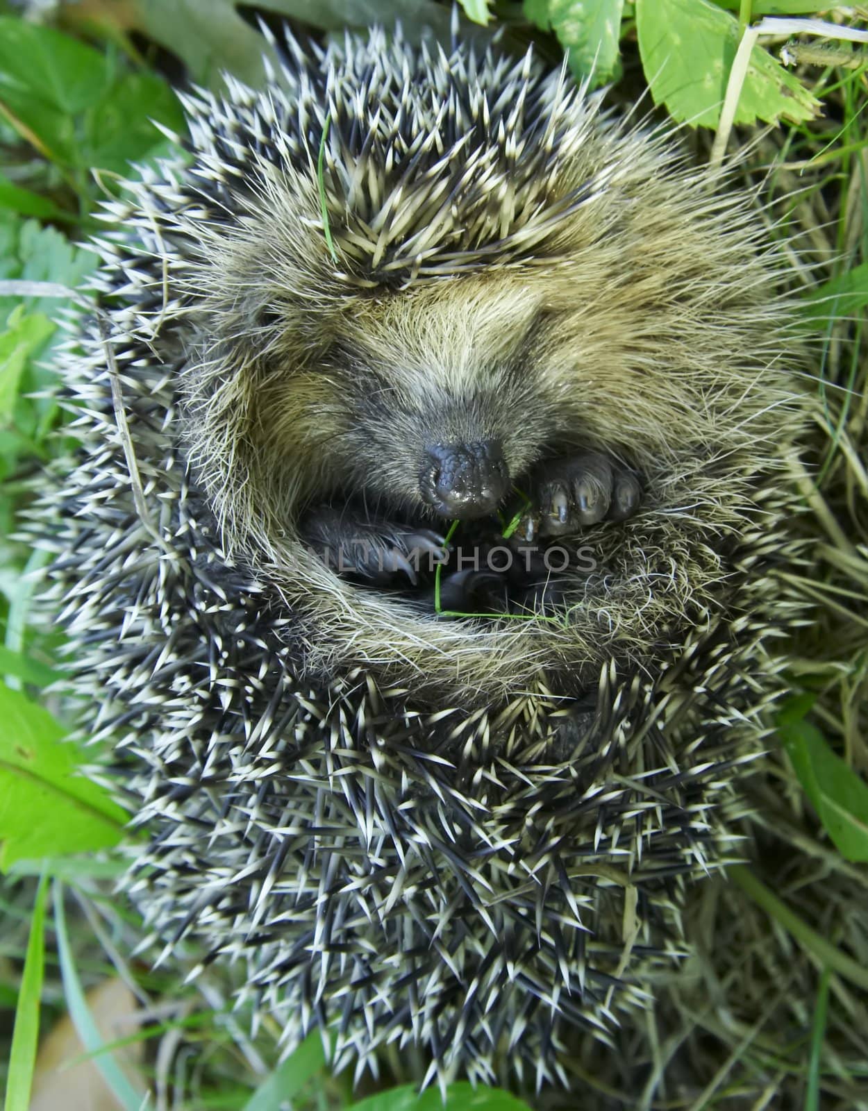 Hidden hedgehog eating grass.