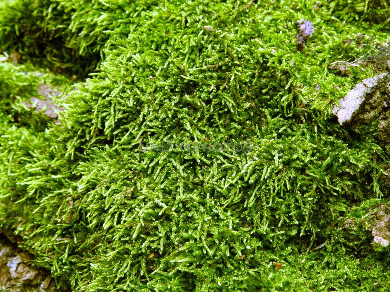 Moss, close-up. Background.