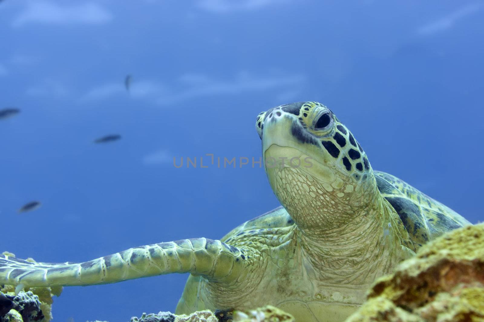 Imbricated Turtle (Eretmochelus imbricata) close-up. Sipadan. Celebes sea