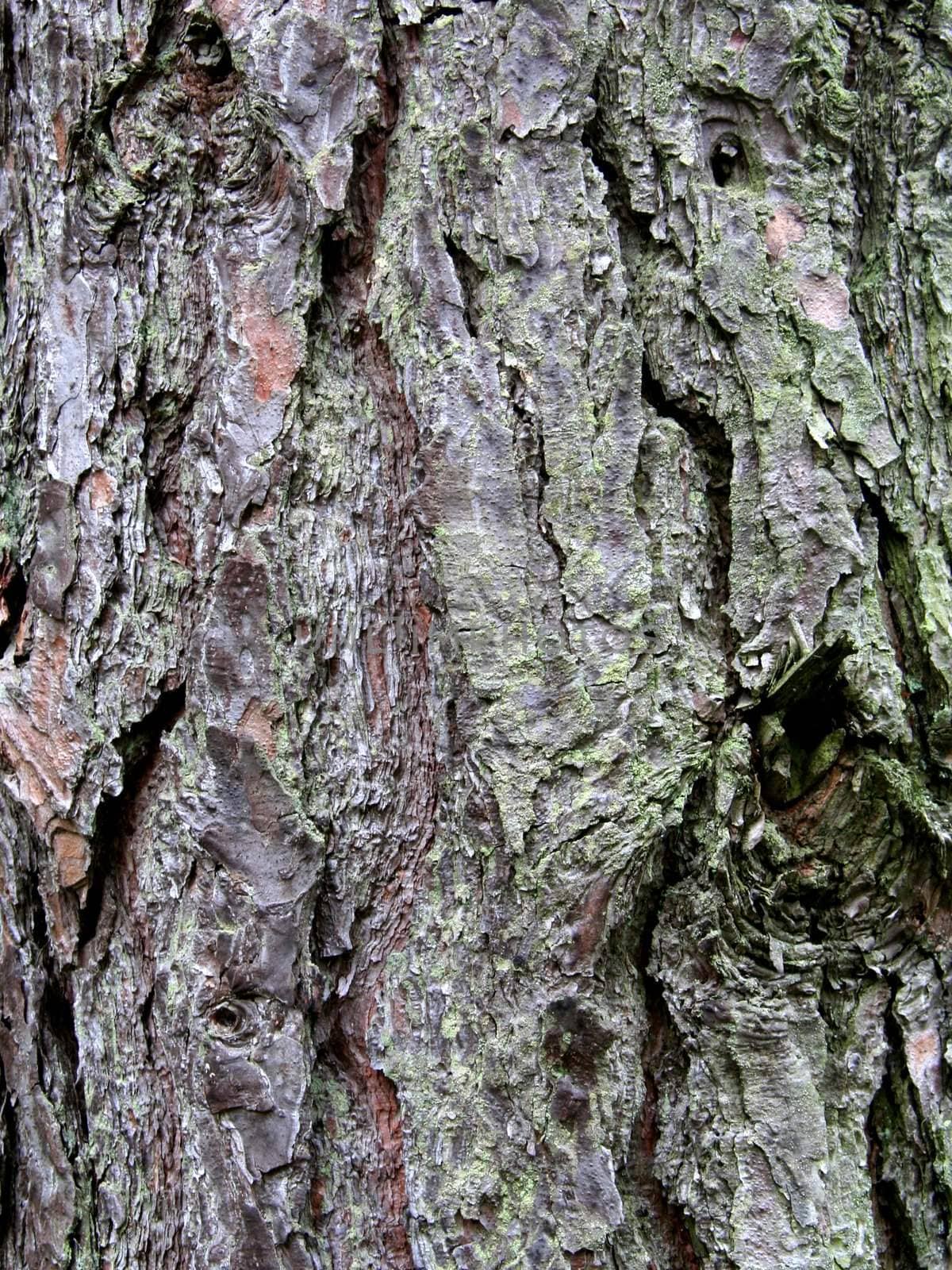 Tree bark texture.