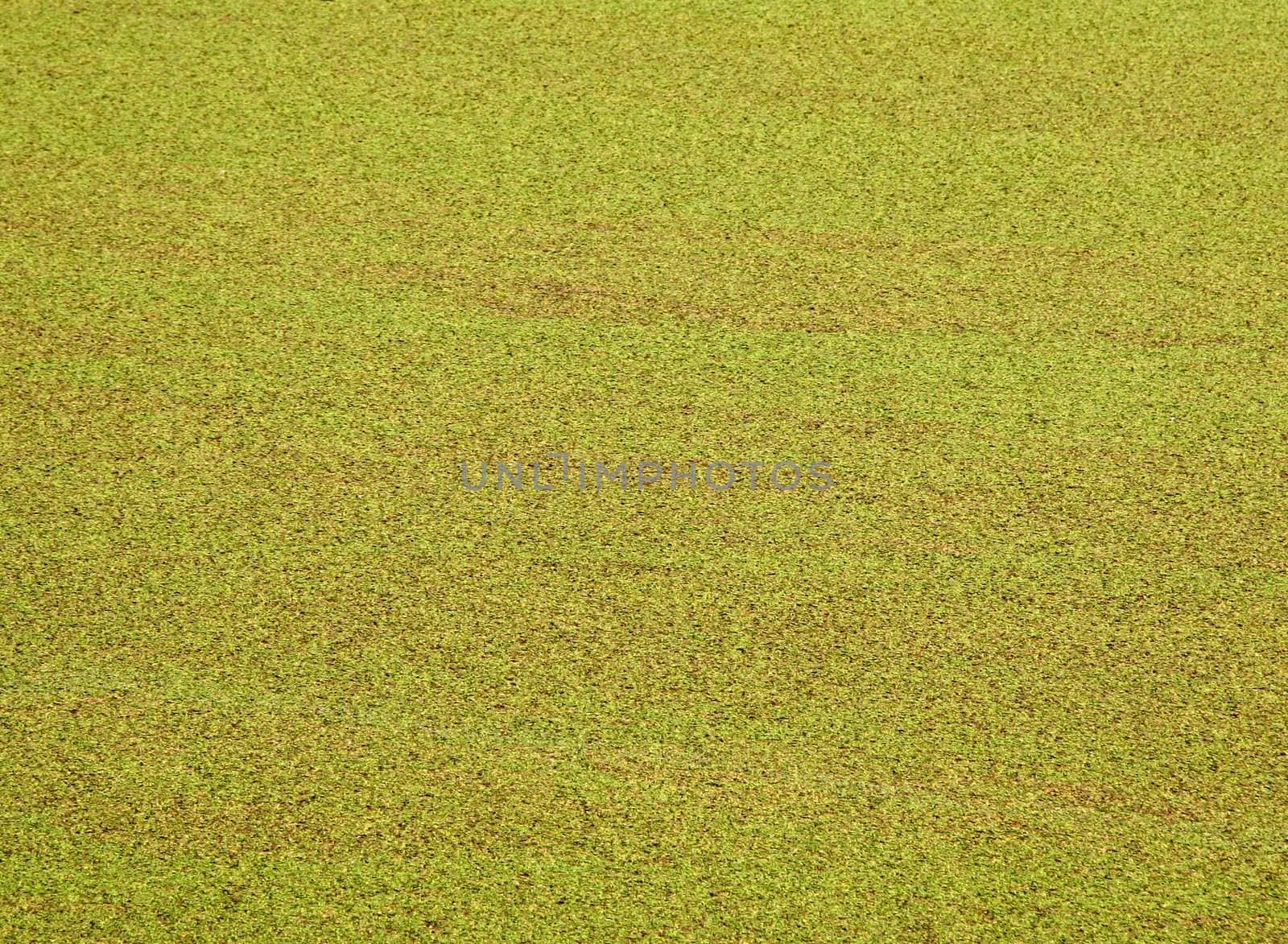 An organic background texture created by algae growth on the surface of a lake.