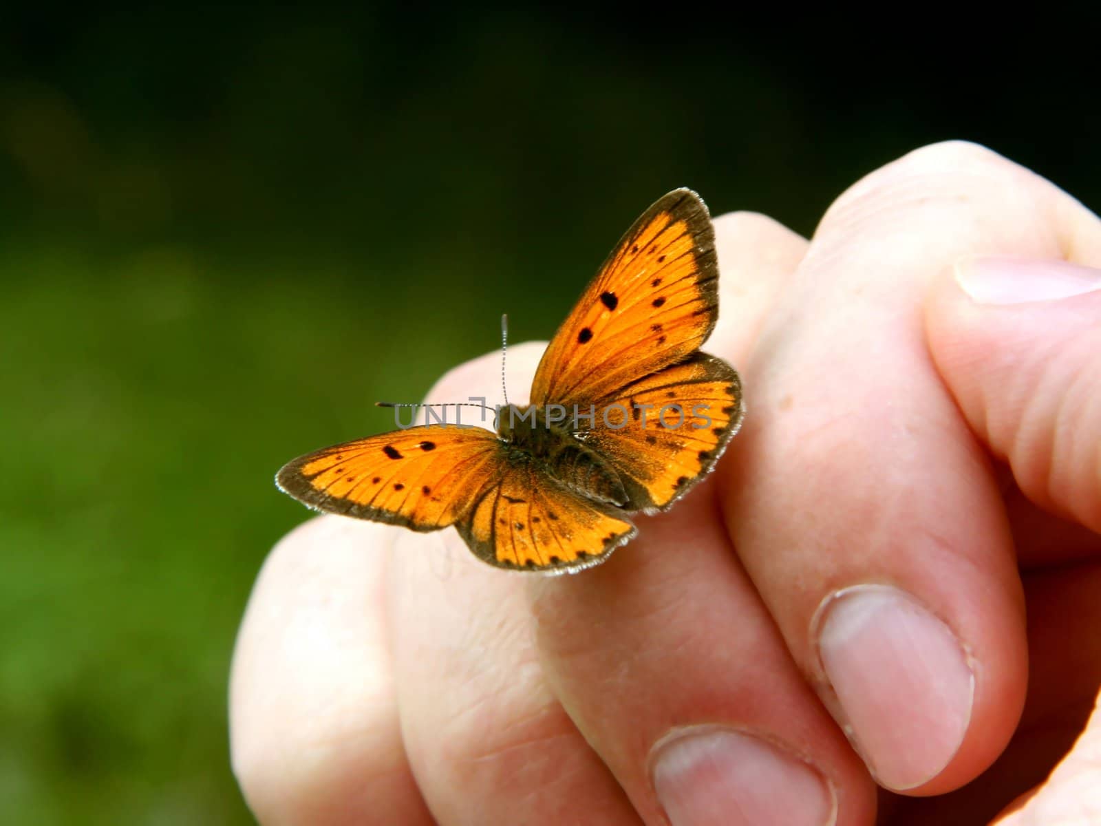 Orange butterfly on humans hand.