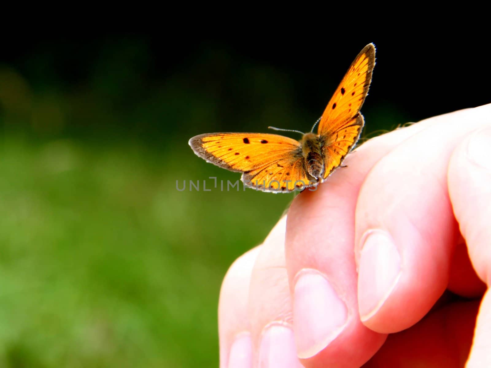 Orange butterfly on human hand.