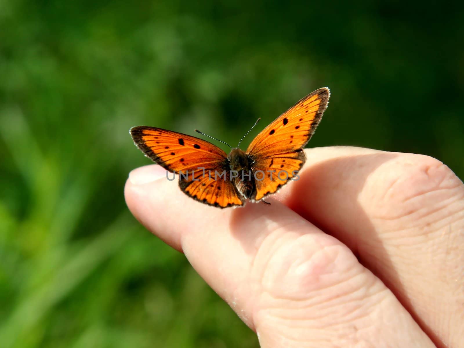 Orange butterfly on human hand.