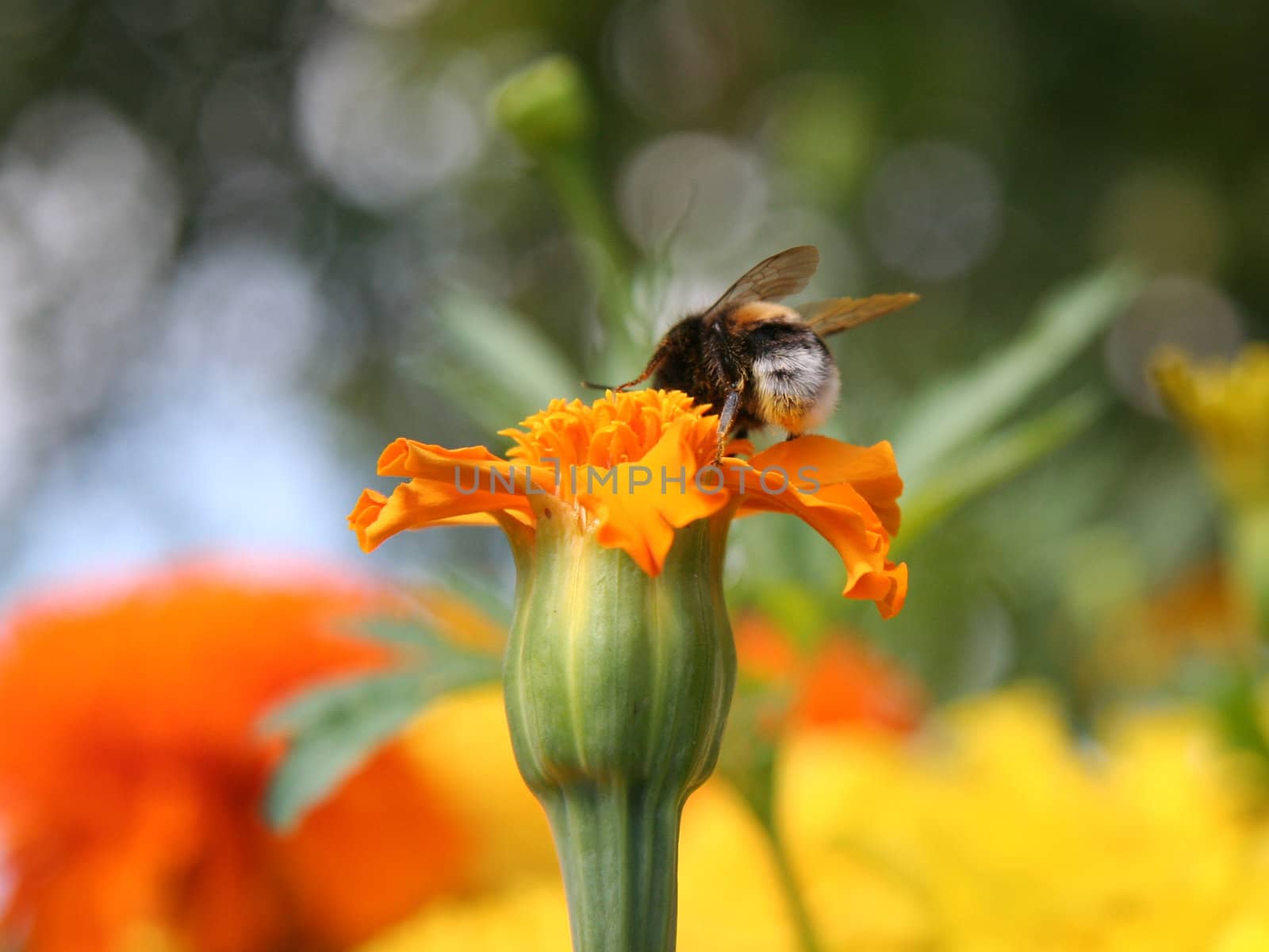 Gadfly on orange flower.