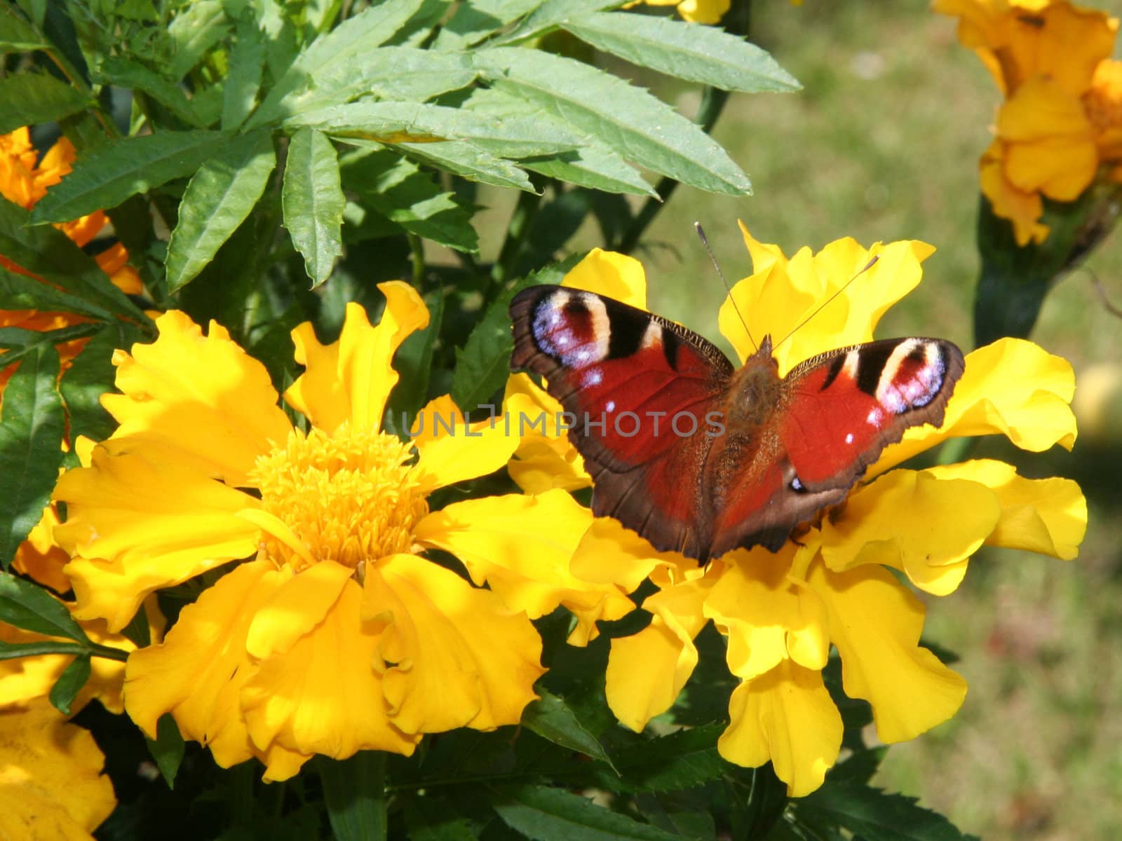 Peacock butterfly on yellow flower