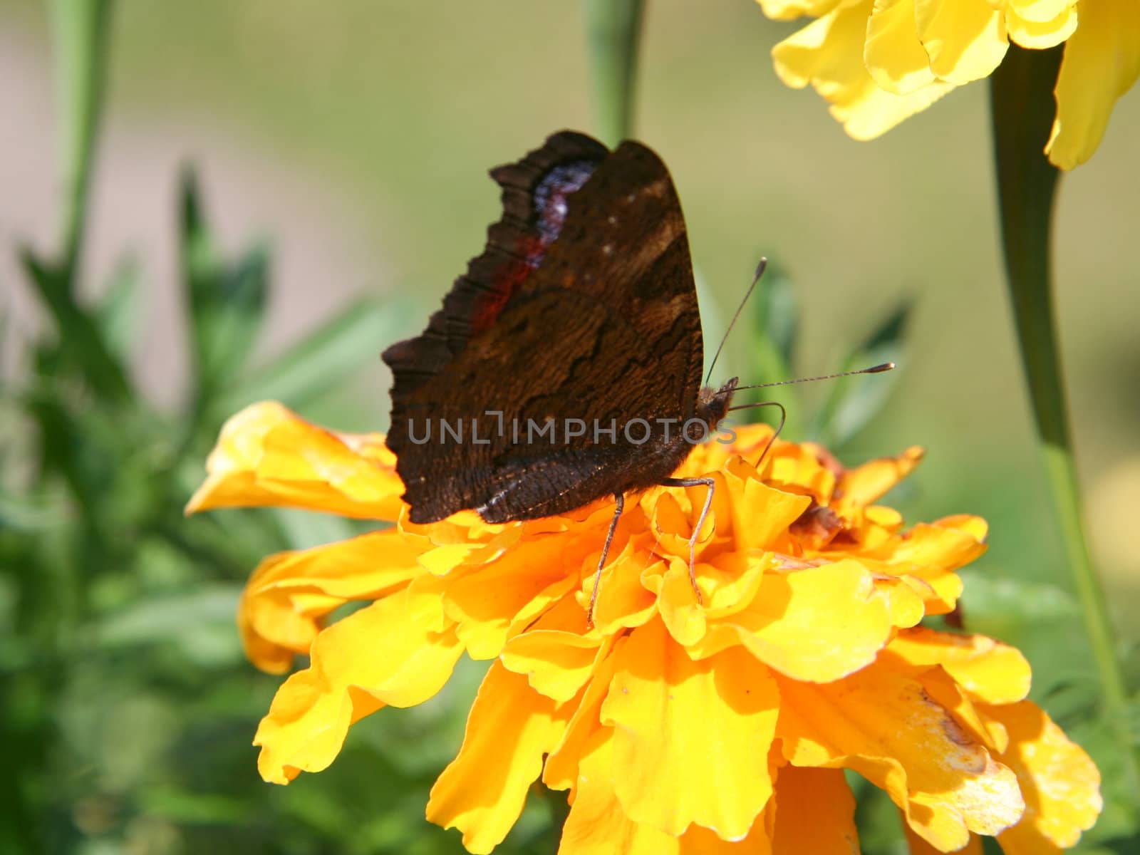 Butterfly on yellow flower.