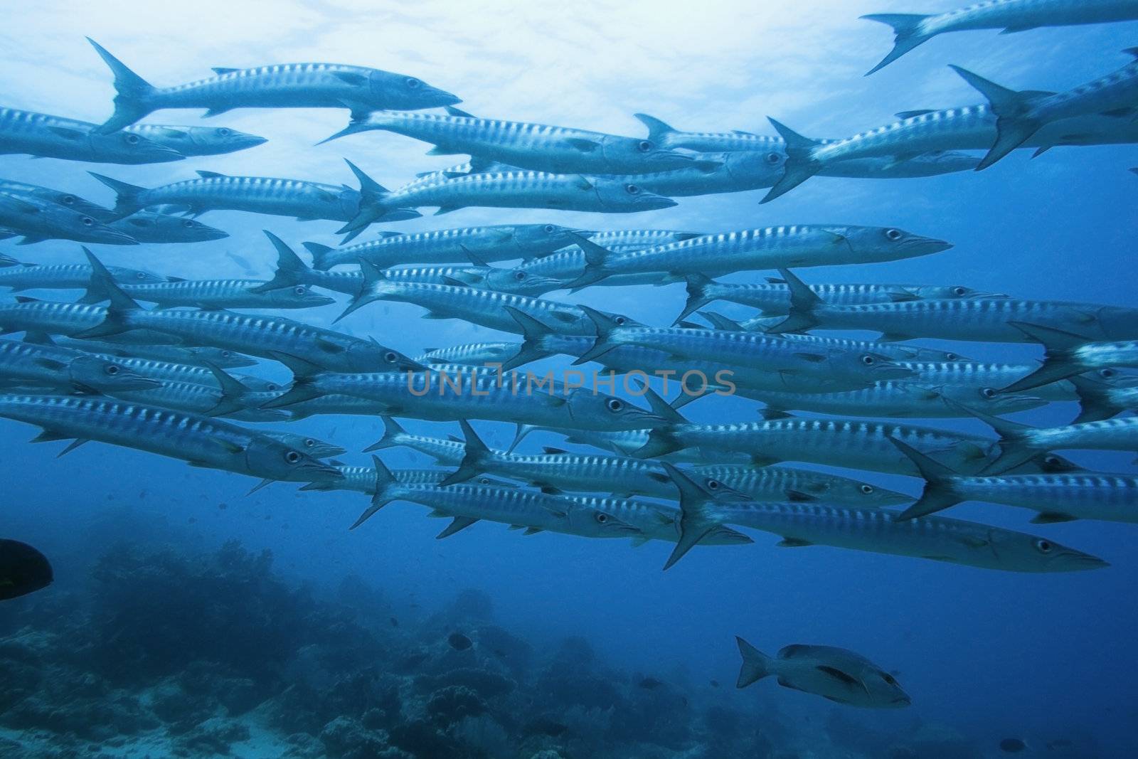 School of barracudas underwater. sipadan. Celebes sea