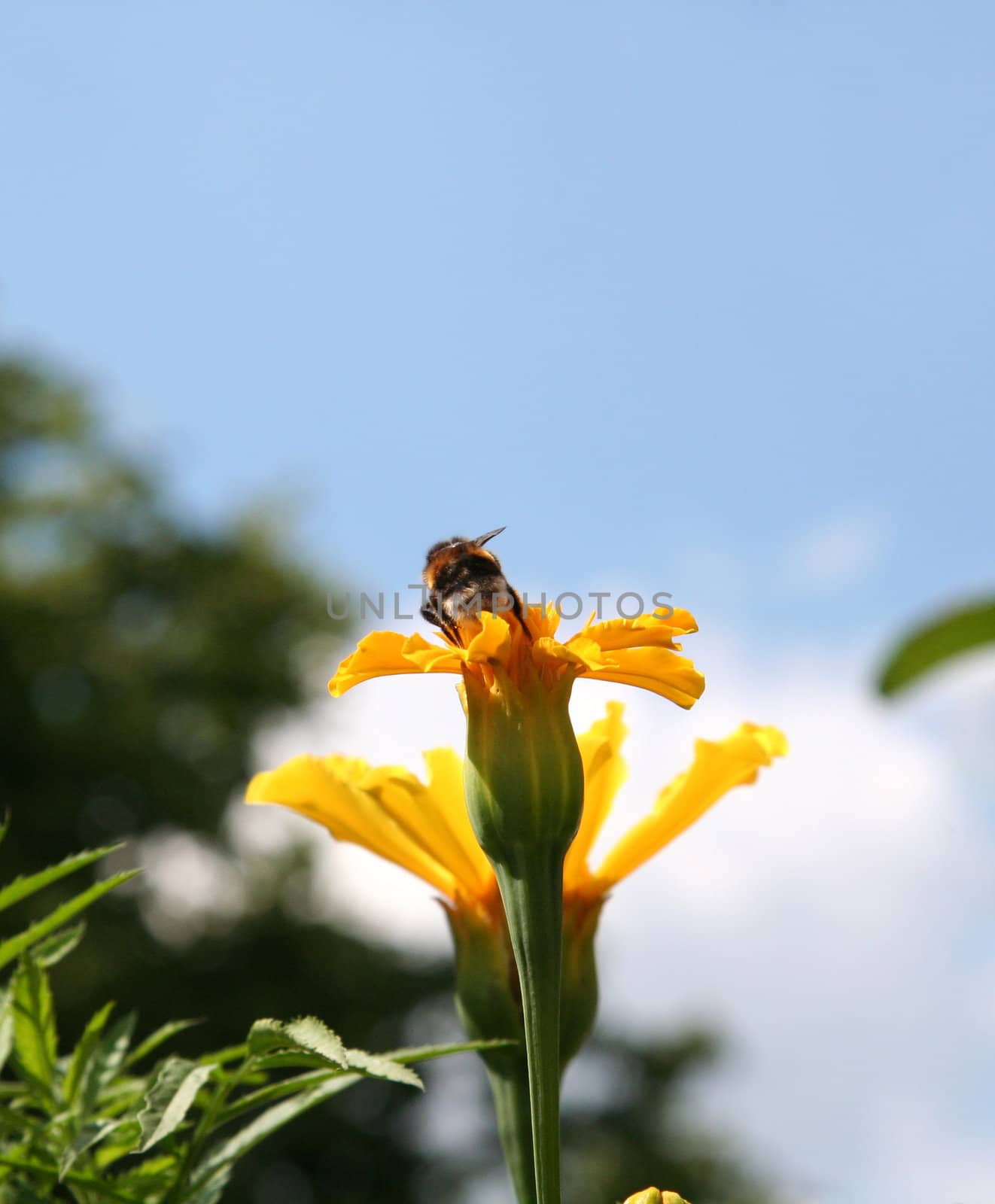 Gadfly on yellow flower preparing to fly.