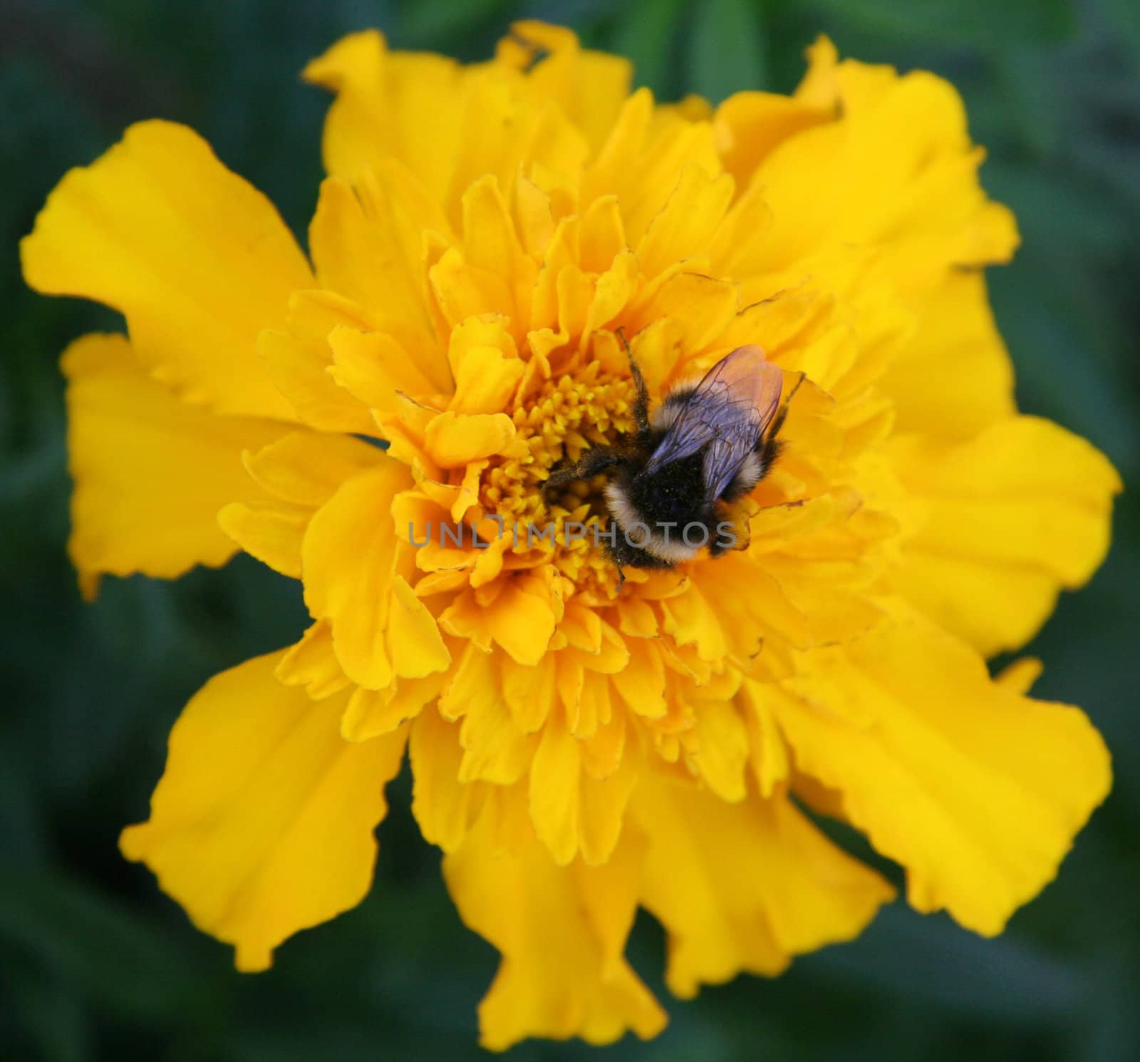 Gadfly on yellow flower.