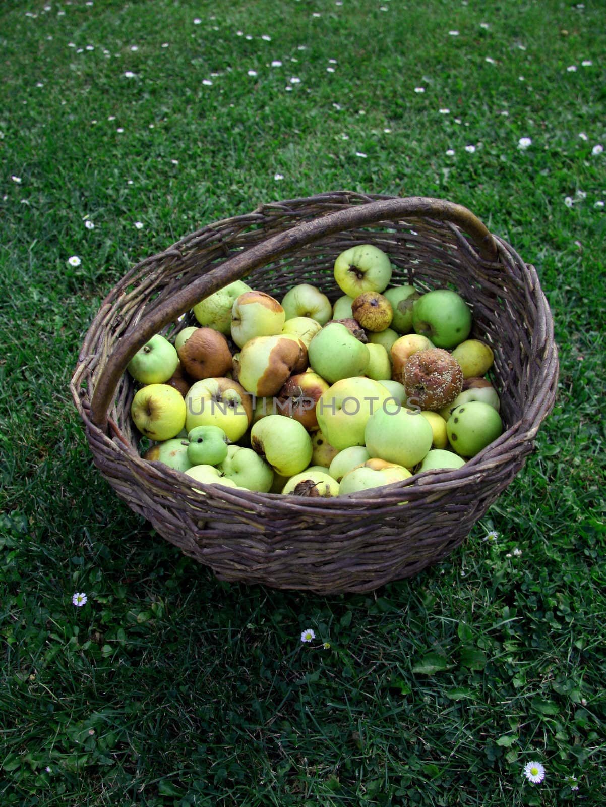 basket of apples on green meadow