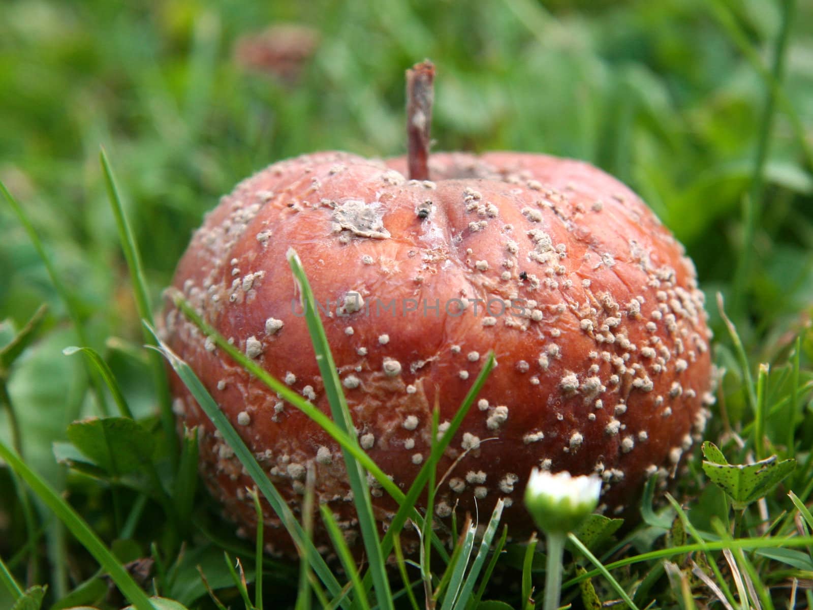 Rotten apple on meadow.