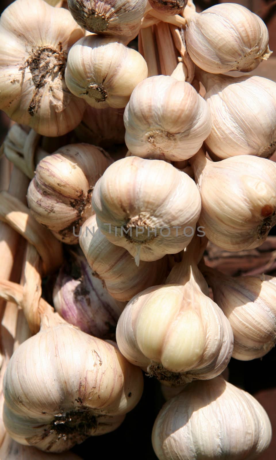 Bunch of garlic bulbs.