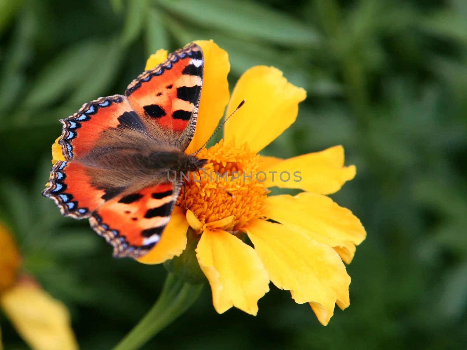 Close-up of a orange butterfly.