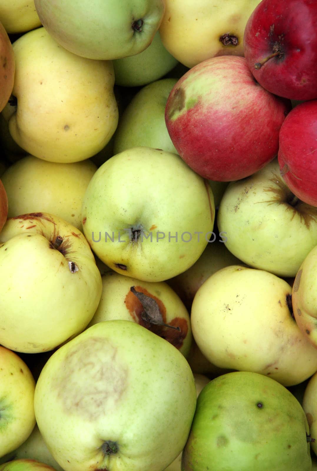 Apples by rachwal