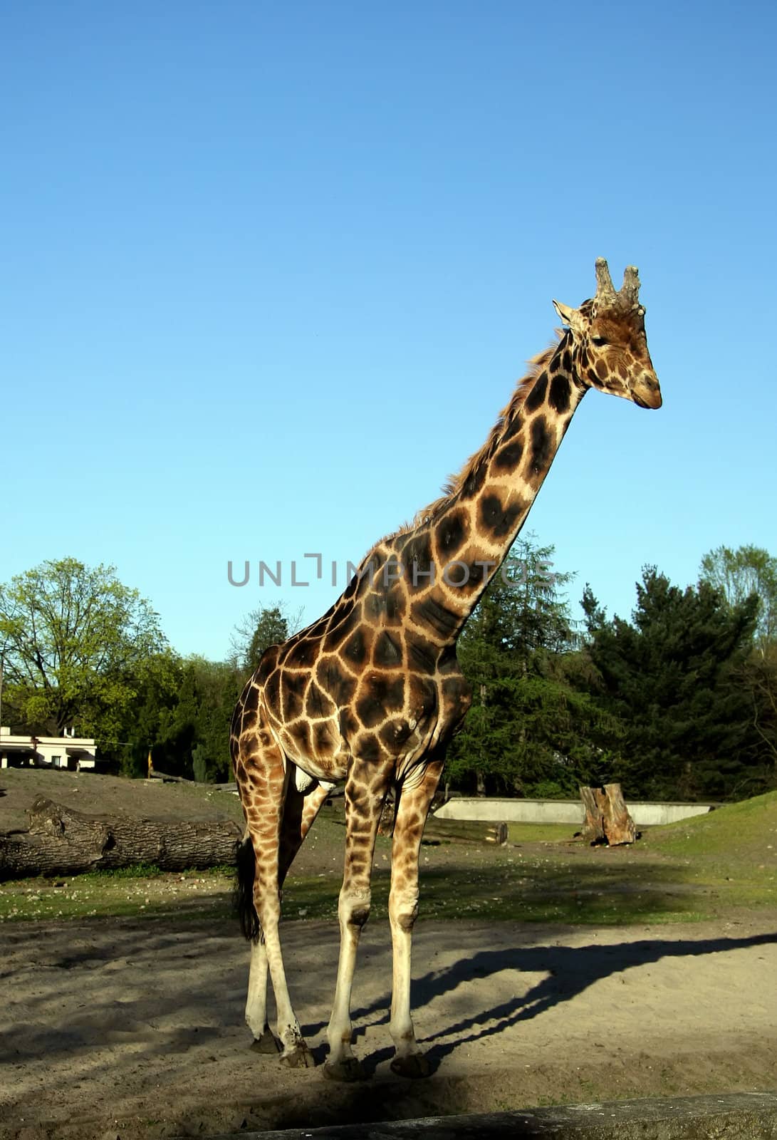 Giraffe