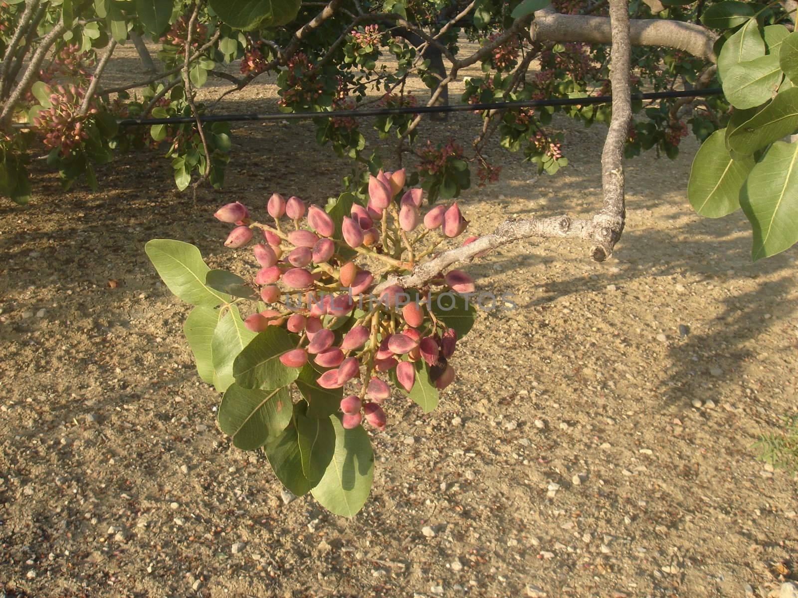 Pistachio branch in orchard                               