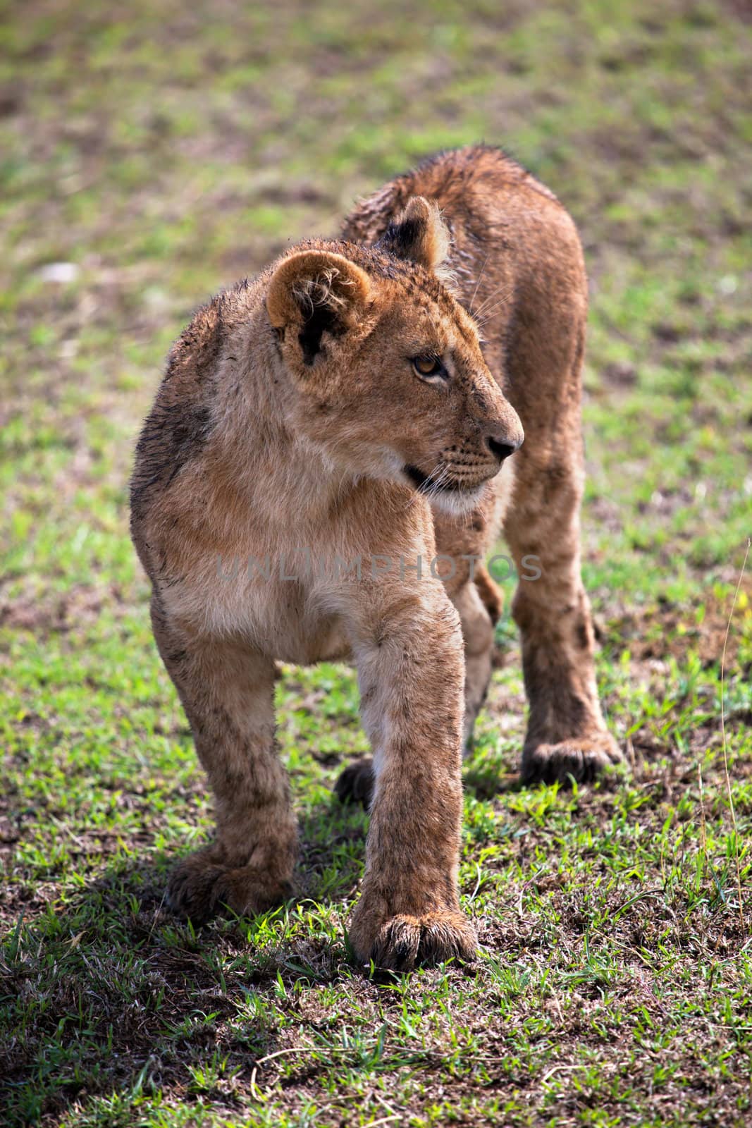 A small lion cub portrait on savannah. Ngorongoro crater in Tanzania, Africa.