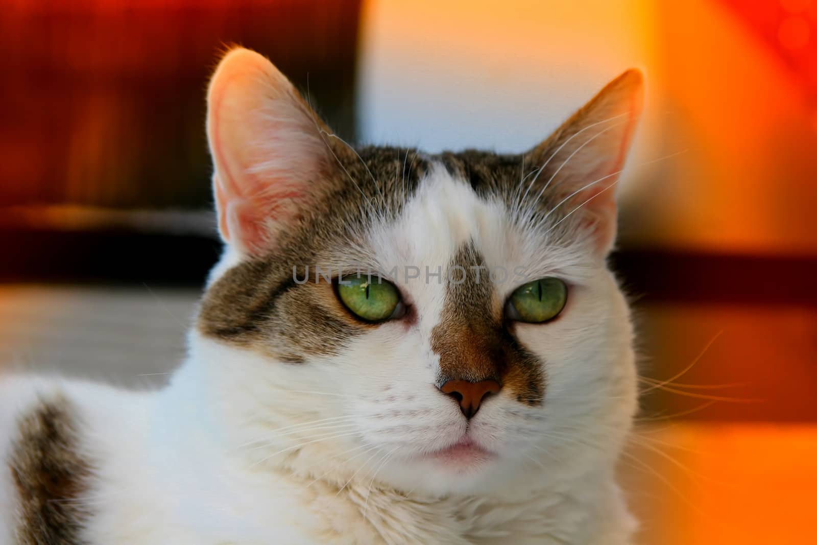 cat, animals, nature, feline, pet, white,