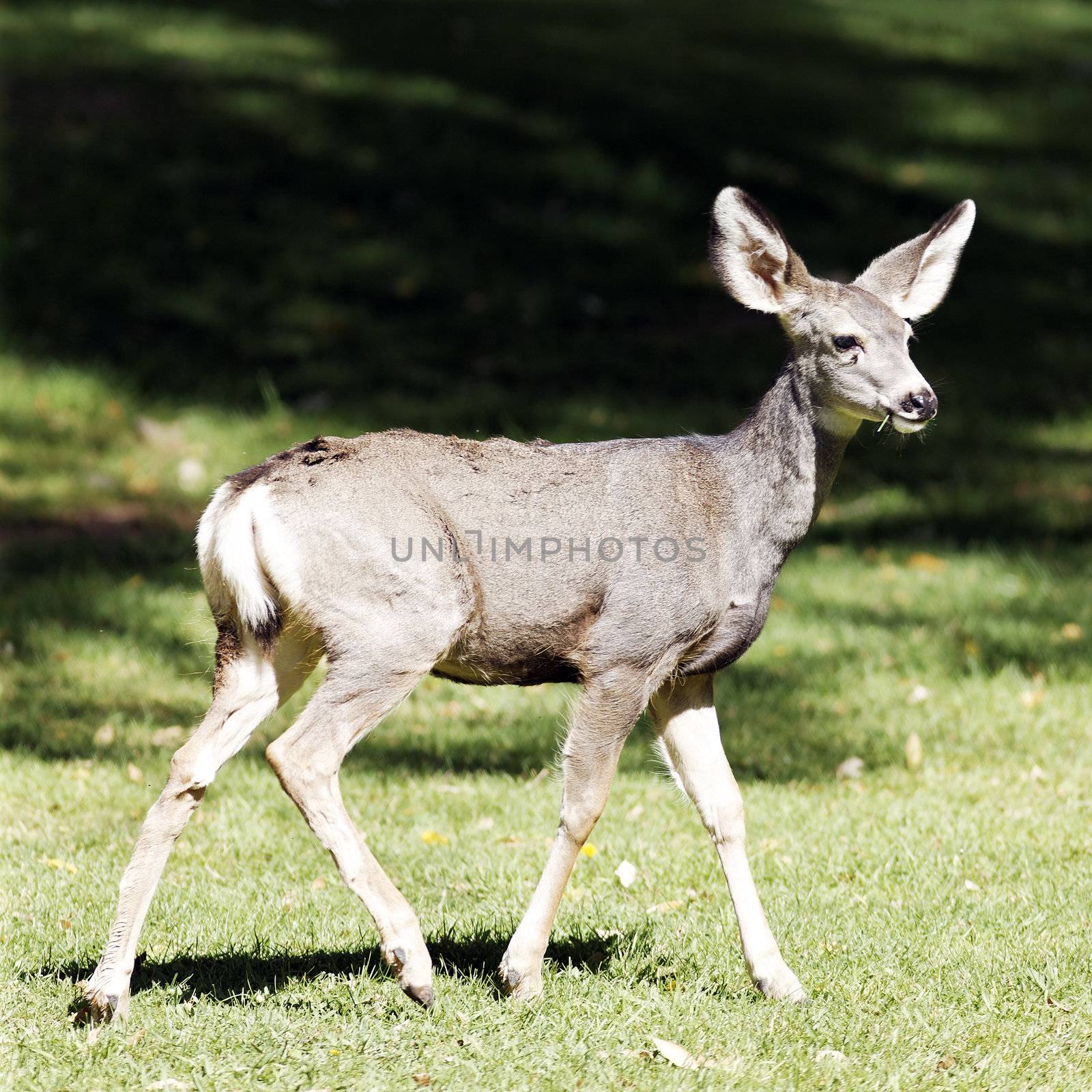 Whitetail deer fawn in sunlight