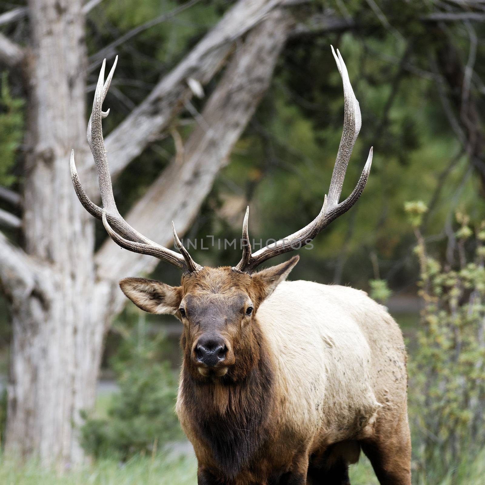 Portrait of adult red deer stag in Autumn Fall forest 