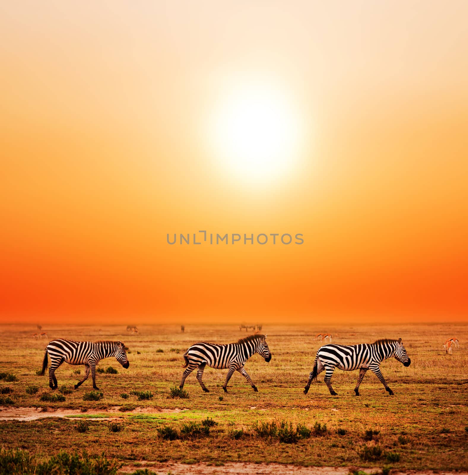 Zebras herd on African savanna at sunset. by photocreo
