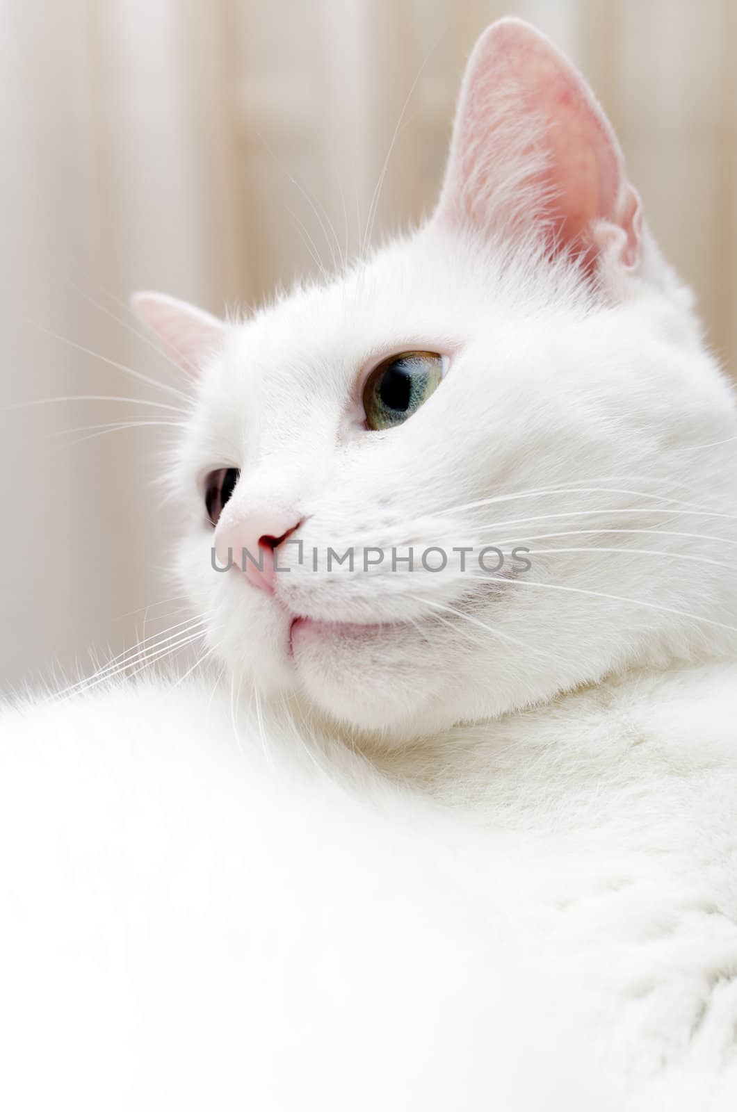 Portrait of white cat with different eyes. Blue and Green.
