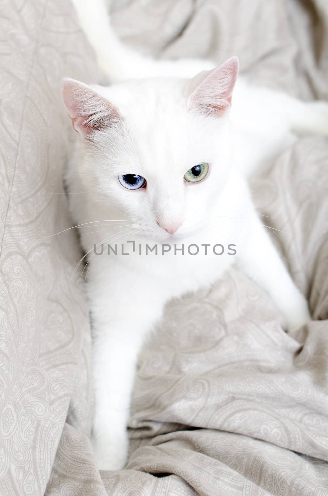 Portrait of white cat with different eyes. Blue and Green.