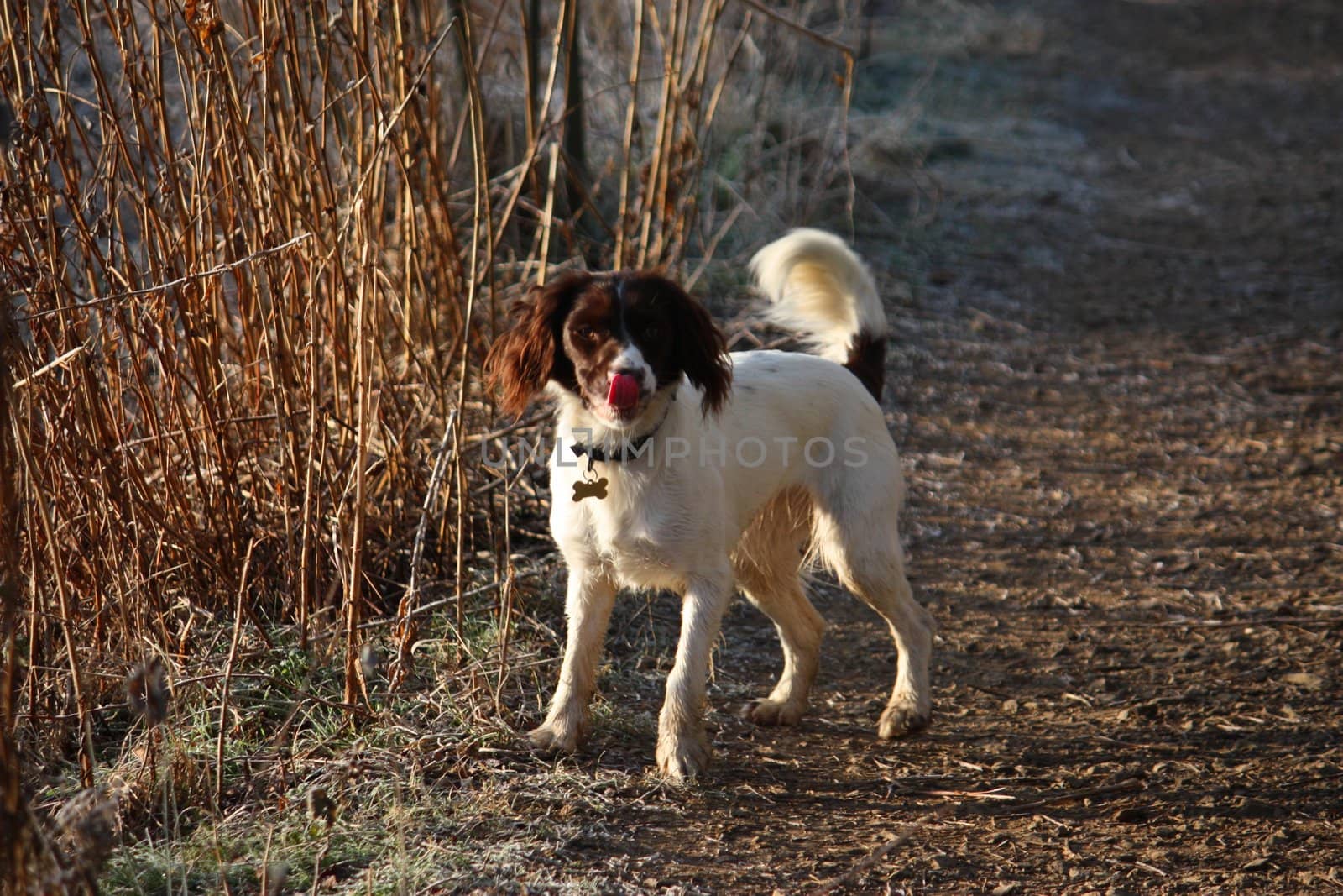 Working English Springer Spaniel waiting by chrisga