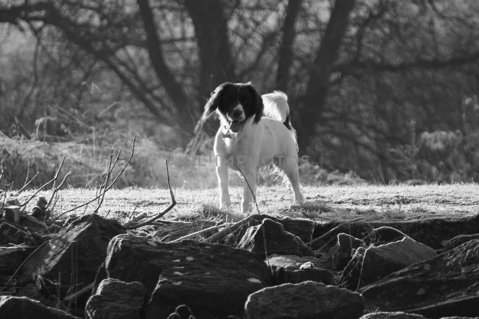 Working English Springer spaniel waiting