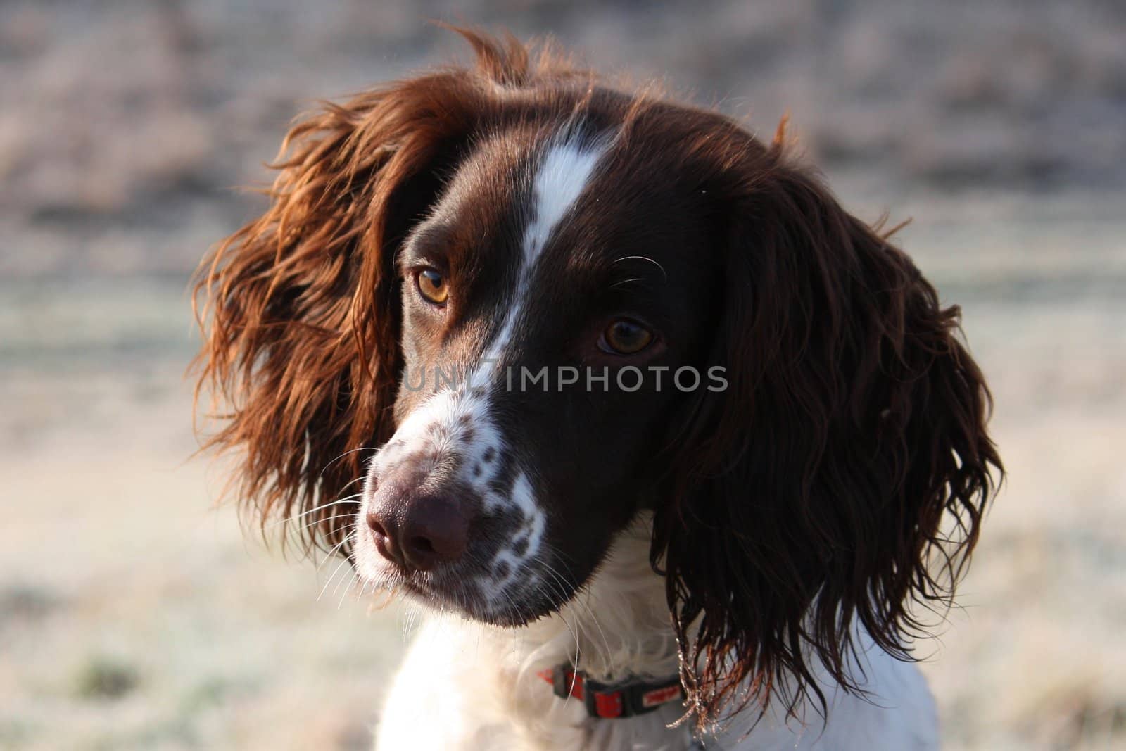 Working English Springer Spaniel looking cute by chrisga