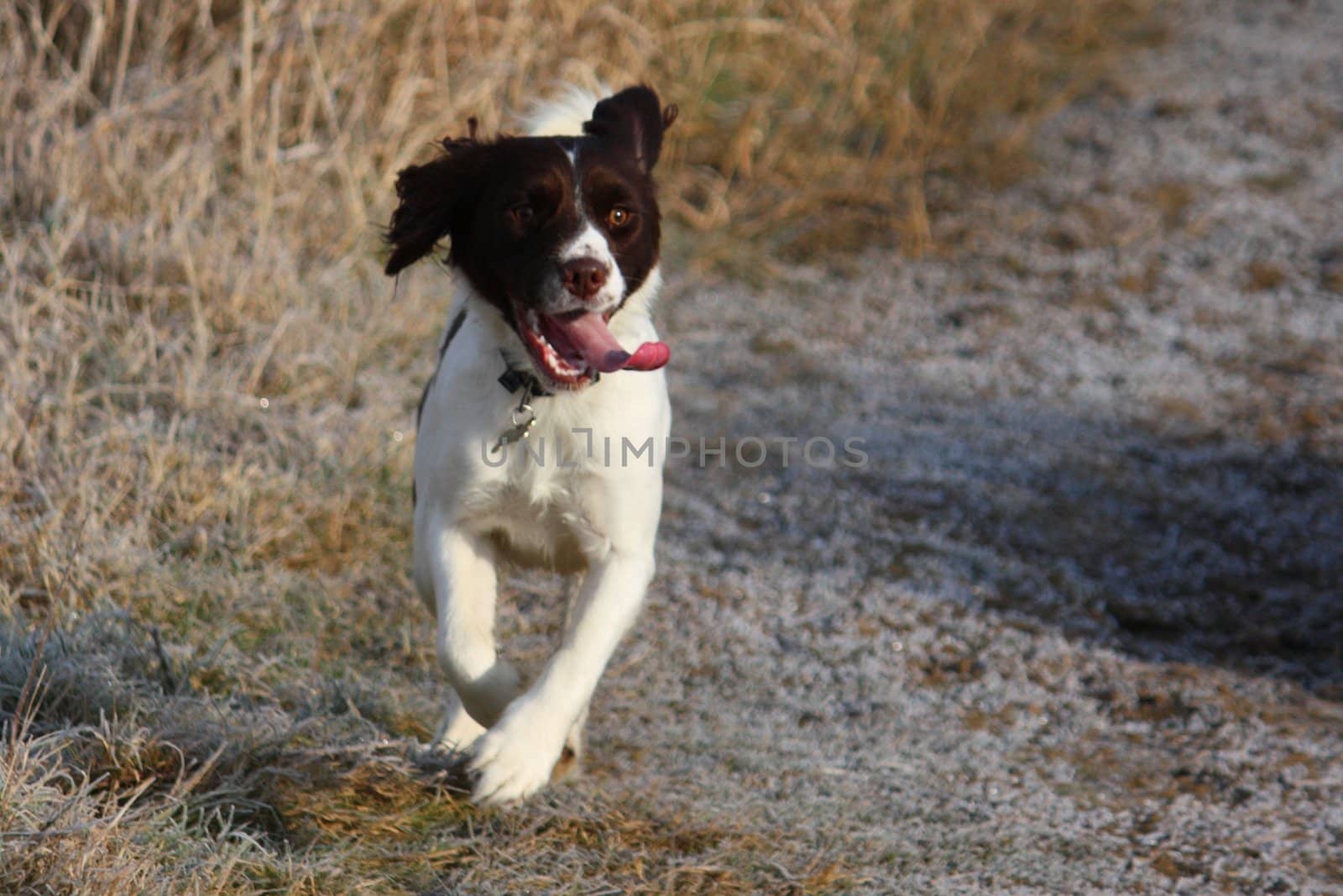 Working English Springer Spaniel running by chrisga