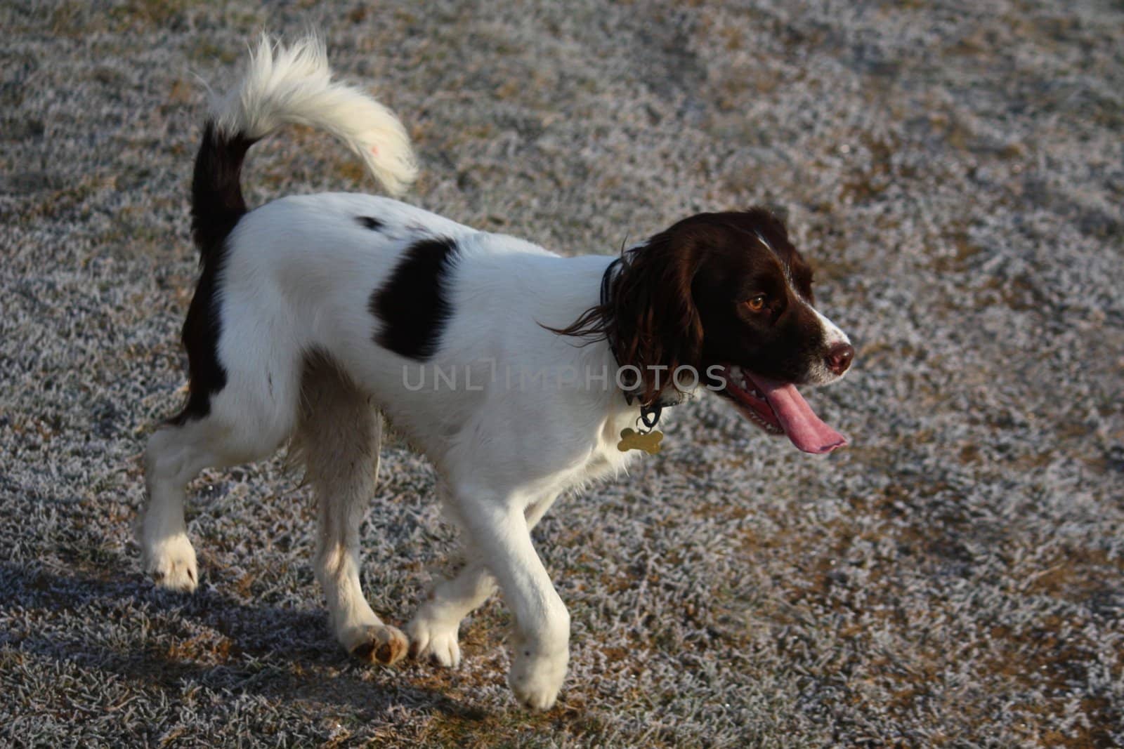 Working English Springer Spaniel running by chrisga