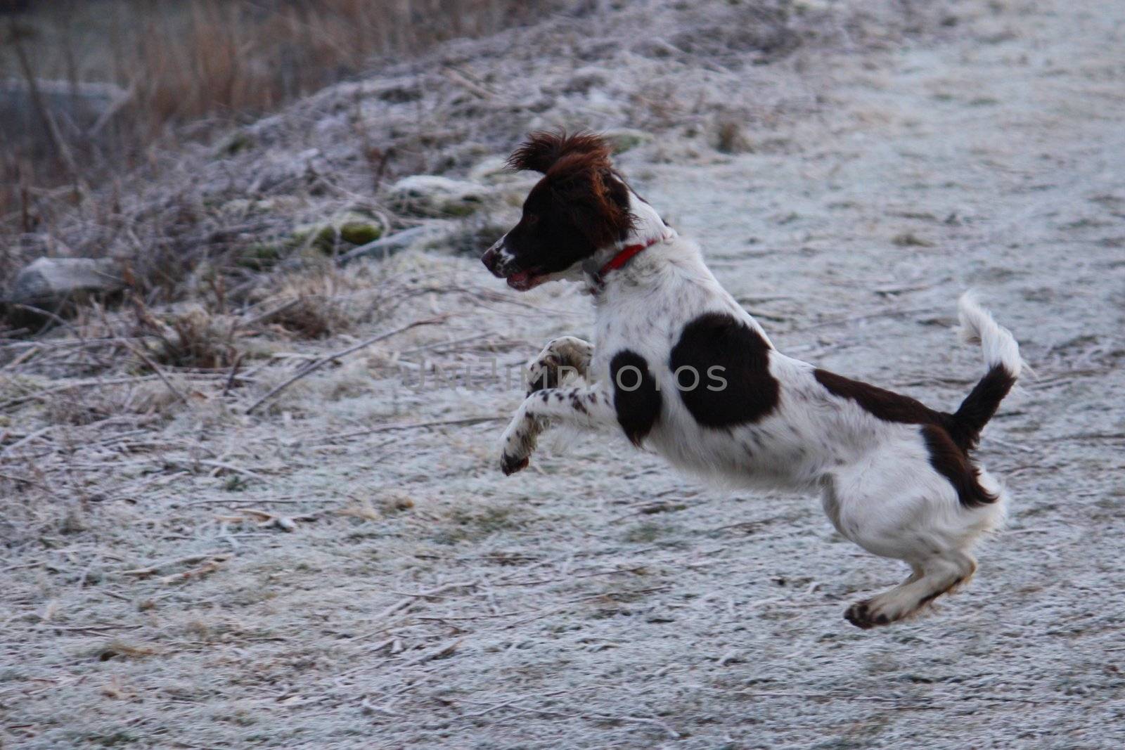 Working English Springer Spaniel leaping by chrisga