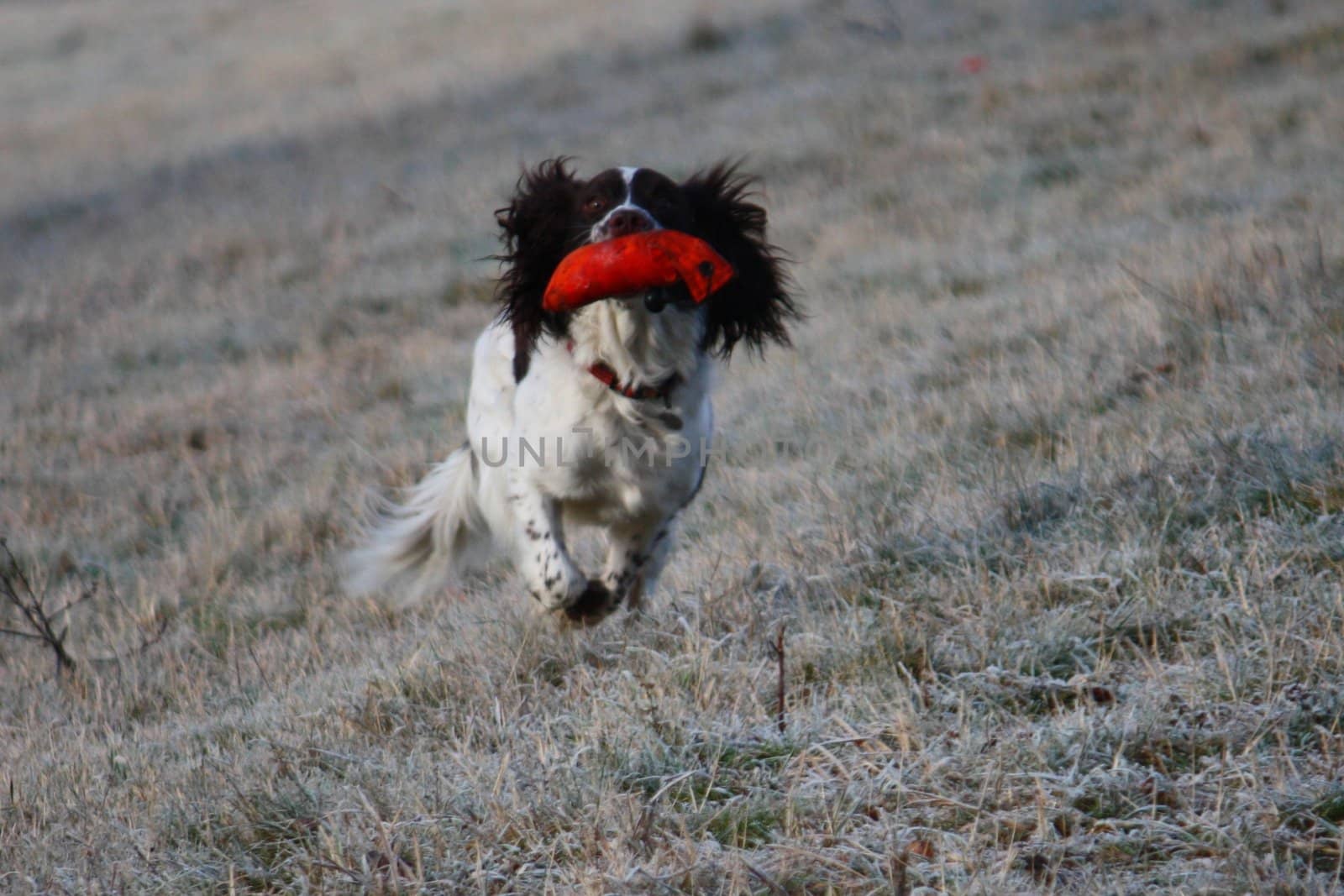 Working English Springer Spaniel retrieving a dummy