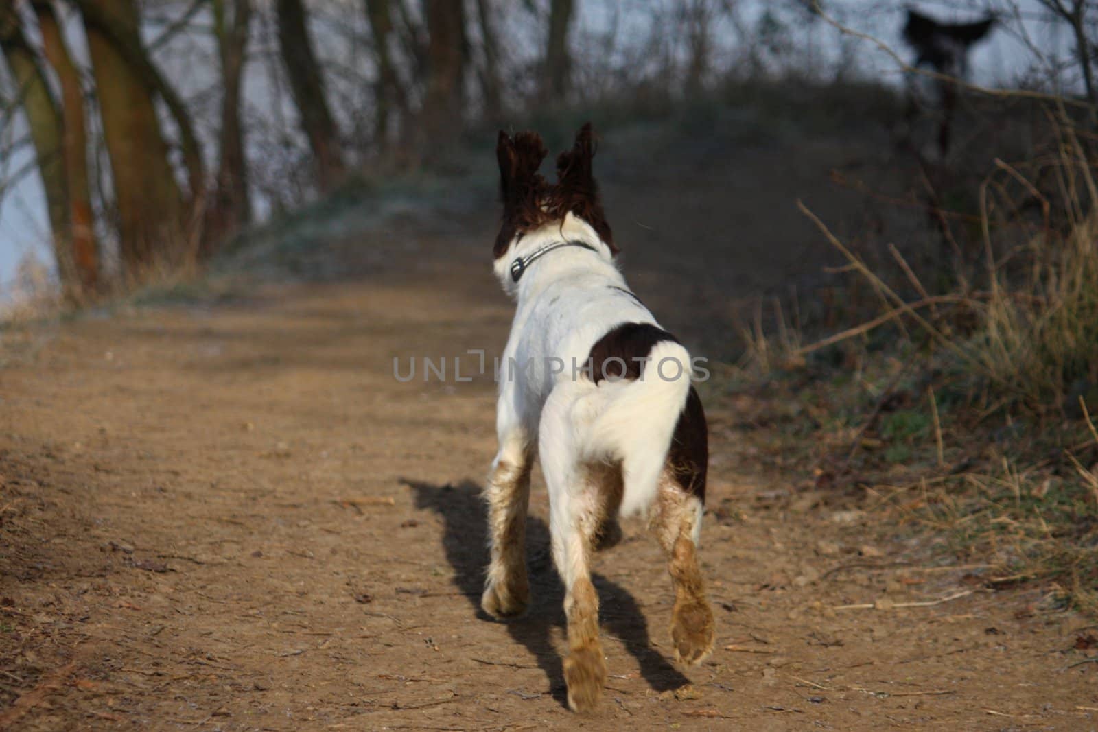 Working English Springer Spaniel running away by chrisga