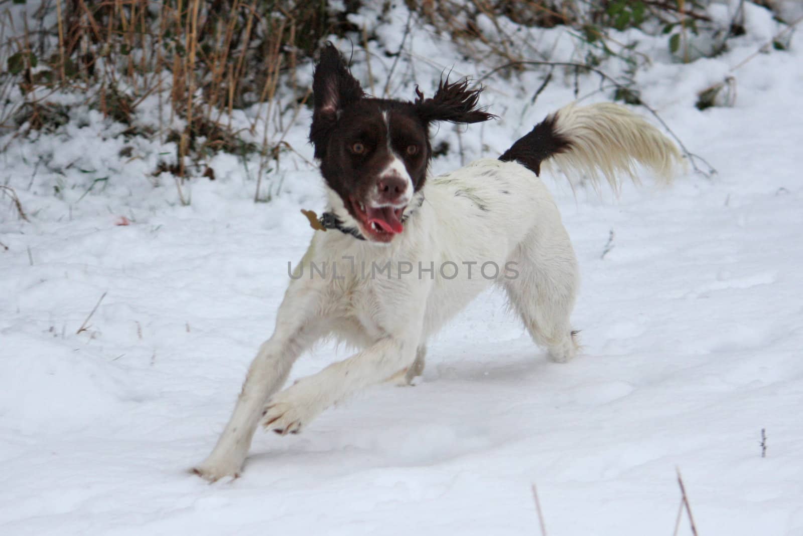 Working English Springer Spaniel running in the snow